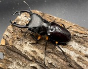 【WD】大型大歯《インペリアリスツヤクワガタ 68mmUP ペア》