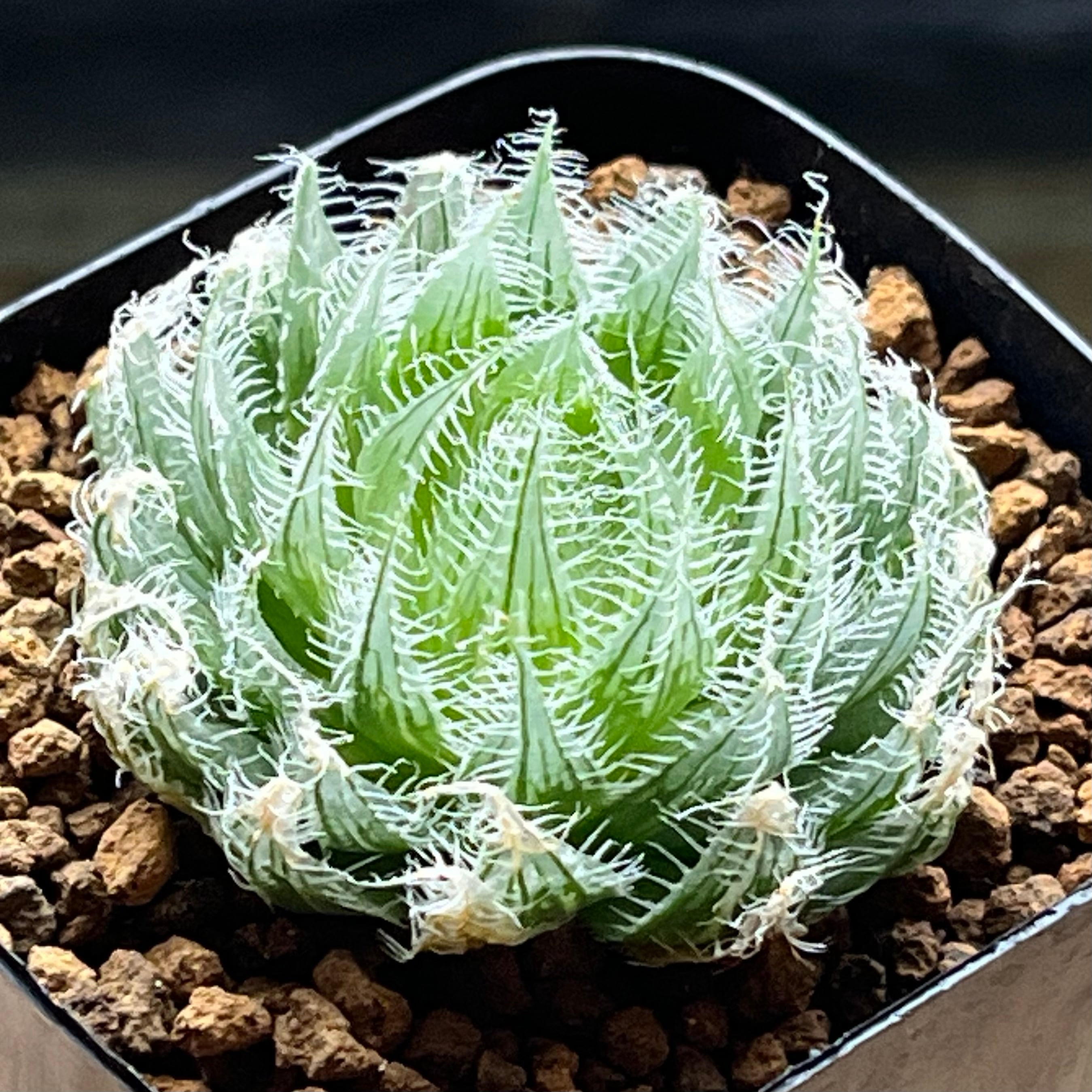 ハオルチア バディア 火鳳凰錦 | mocono_plants