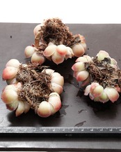 発根済カット苗 エレガンス ポトシナ 星影 3～4頭群生 Echeveria elegans 'Potosina'