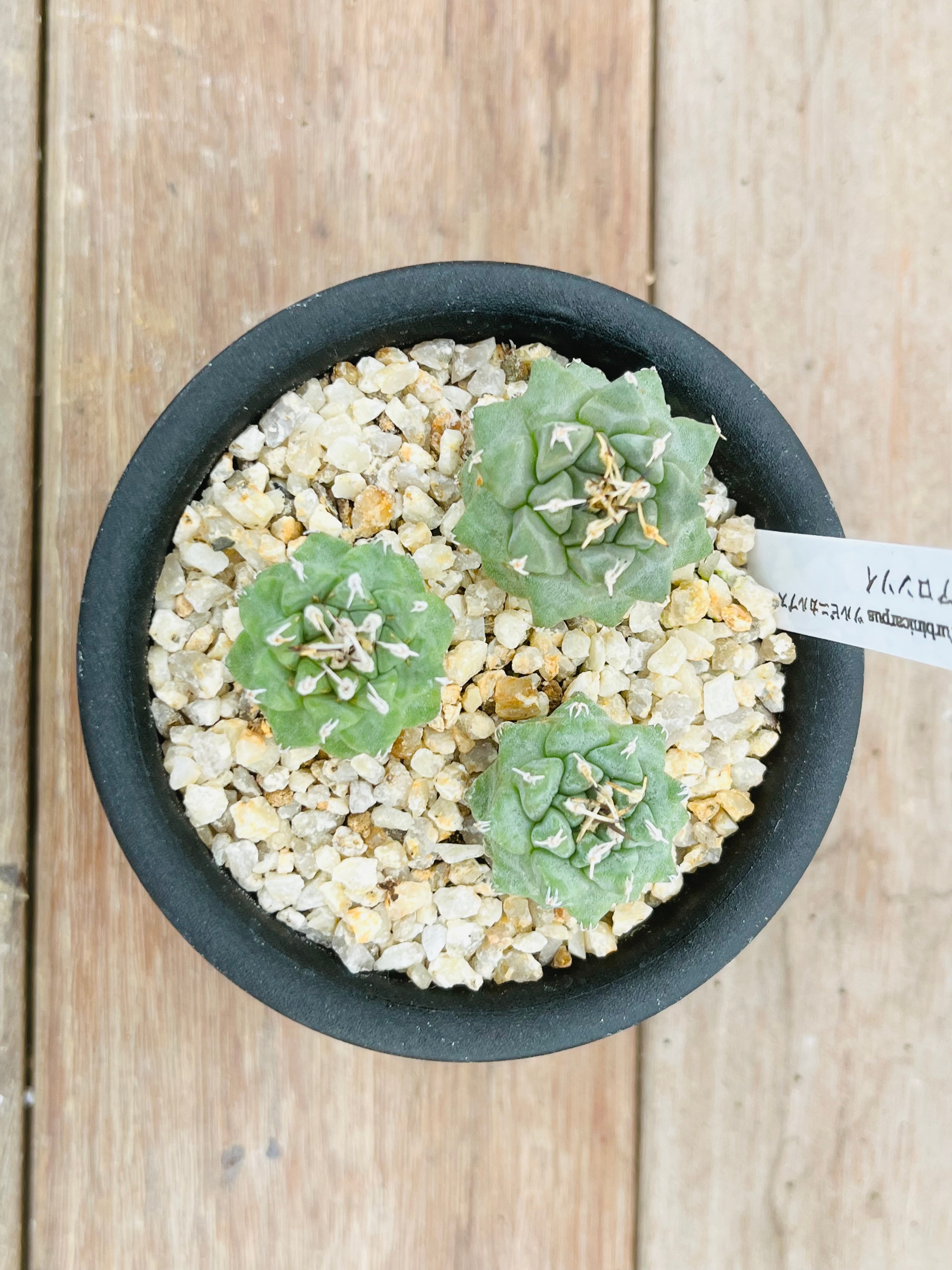 Turbinicarpus alonsoi ツルビニカルプス アロンソイ サボテン