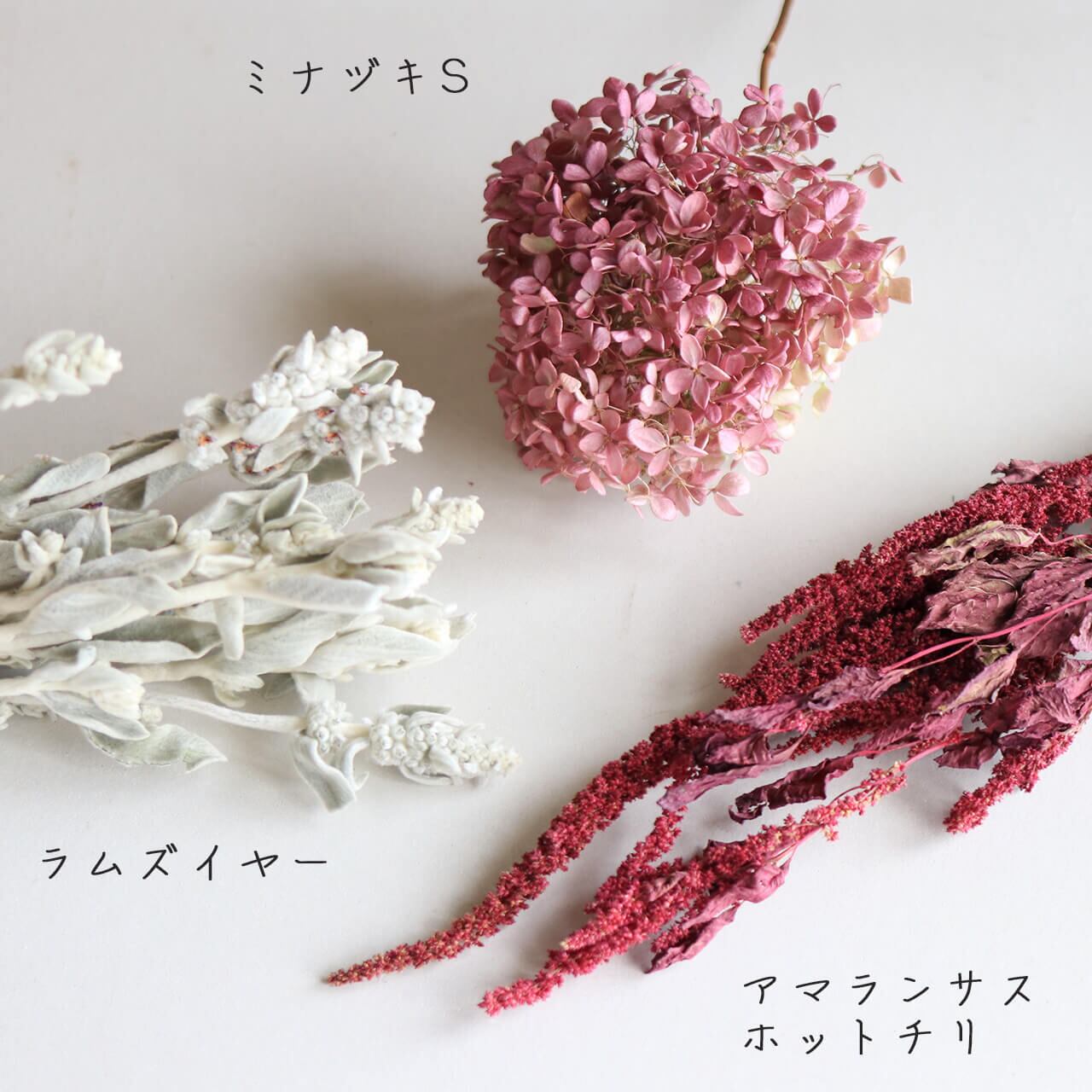 ドライフラワー　　ラムズイヤー ラムズイヤーのドライフラワー 60本 ドライフラワー 花工房