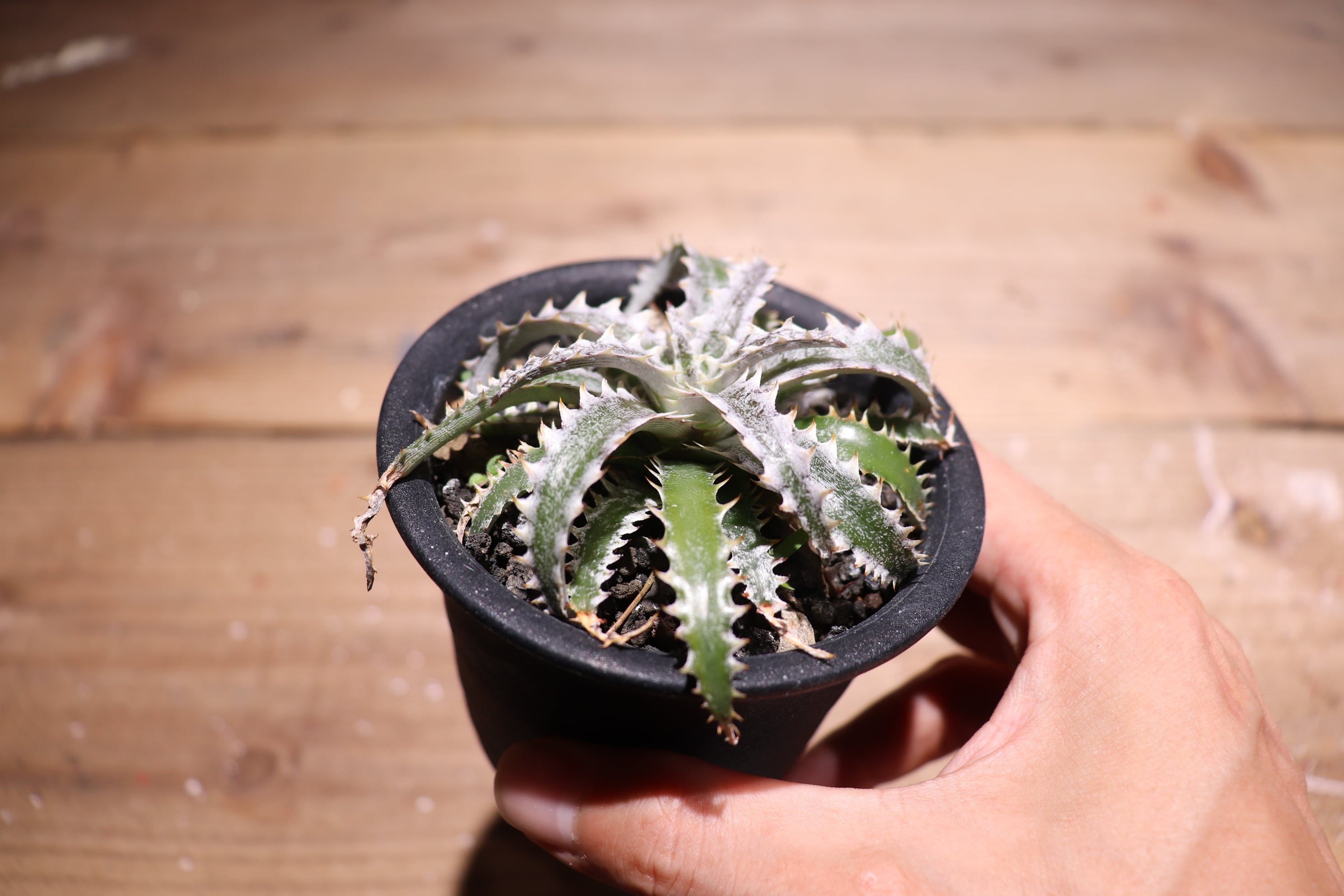 抜き苗送料無料】 'Freddy Kruger' × 'Little Wing' 〔ディッキア