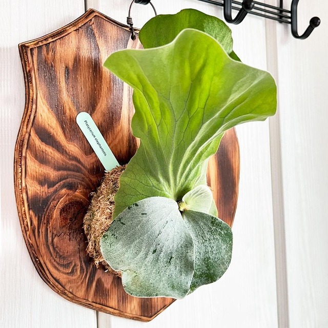 ビカクシダ エレファントティス 中株 板付 【観葉植物 壁掛け コウモリラン】