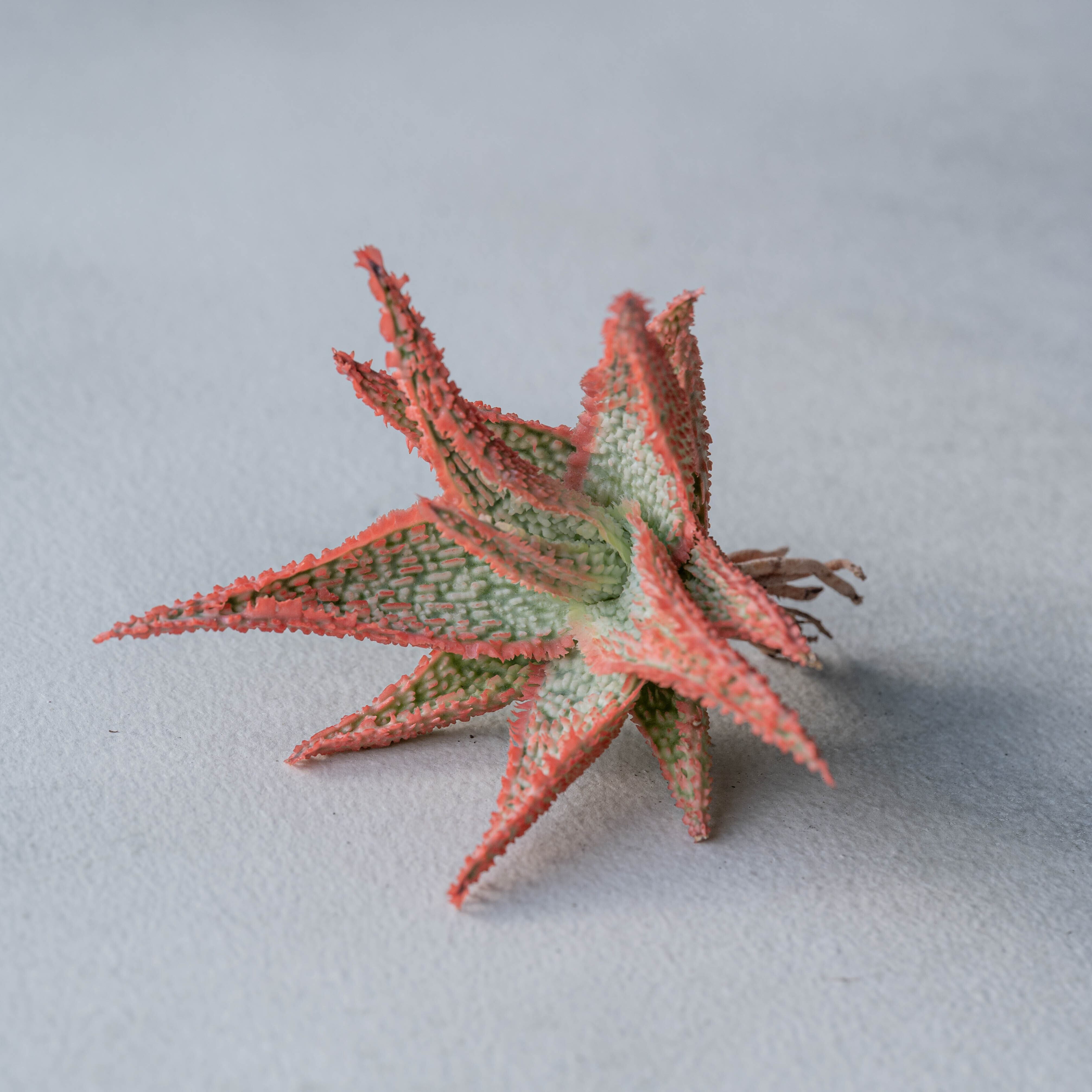 アロエ ハイブリッド -Aloe hybrid- No.19