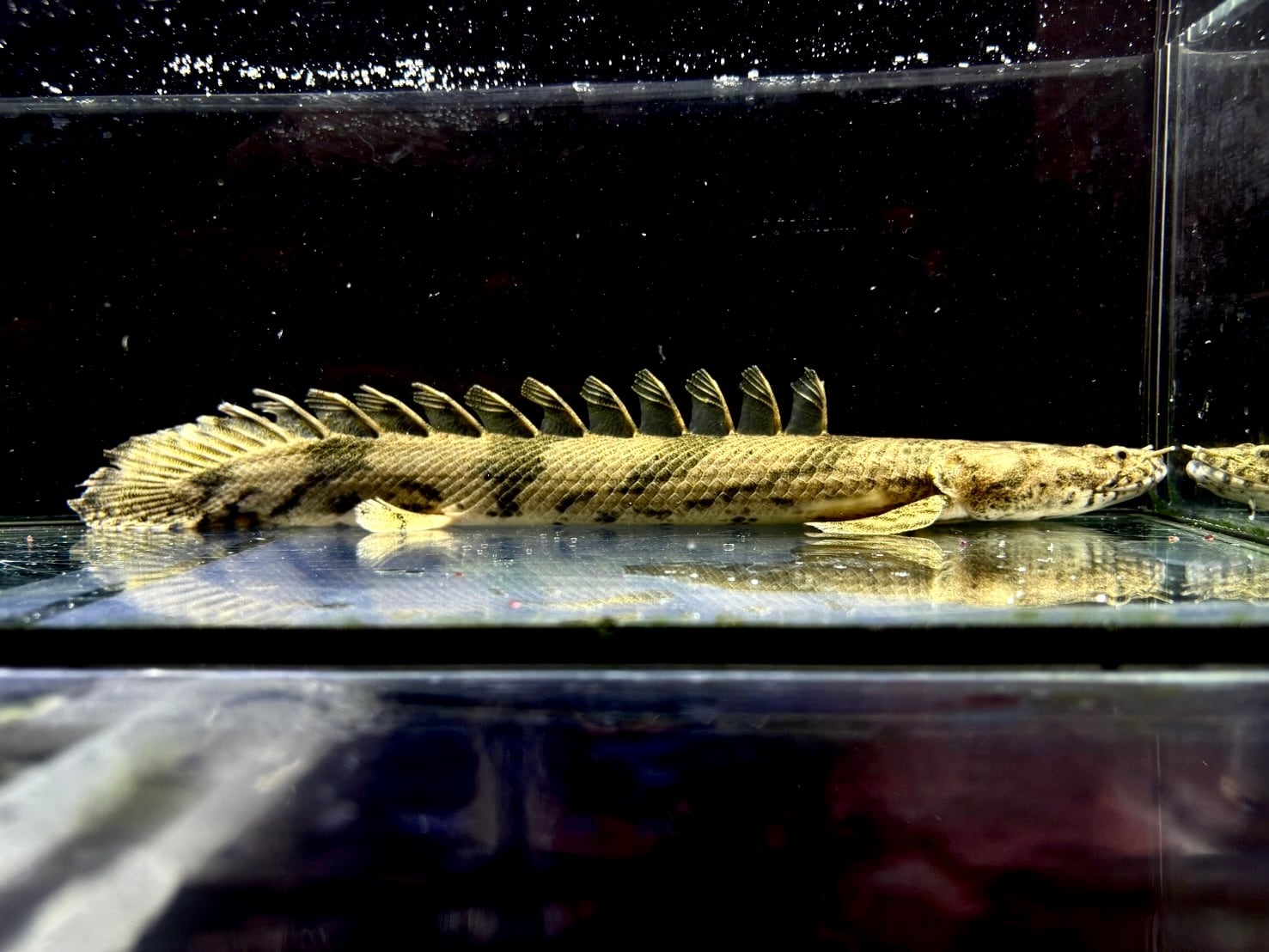 直輸入】Po.オルナティピンニス タンガニーカ湖産①46cm | AQUASTYLEG