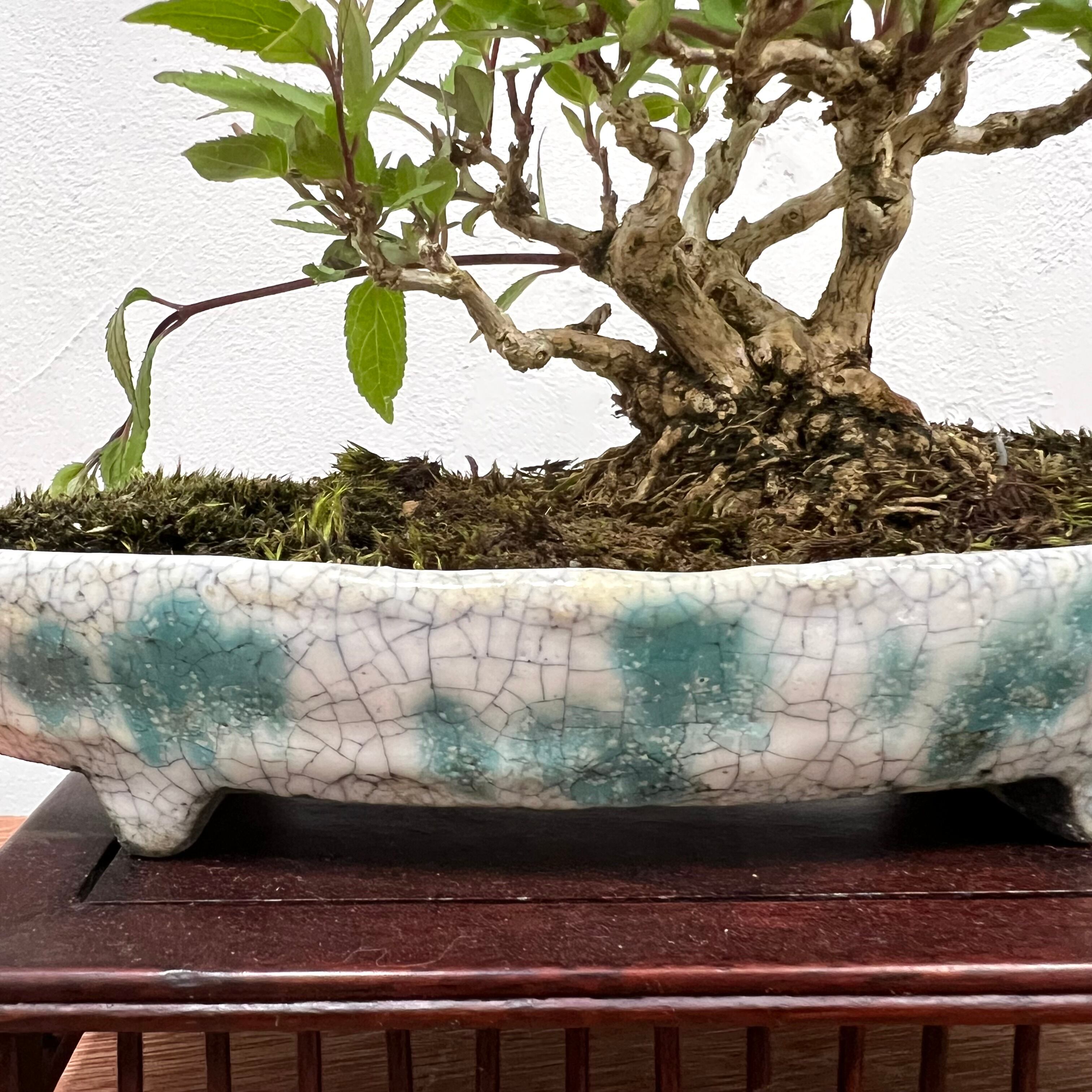 ウツギ盆栽｜可憐な花を楽しむ一点物（鉢は文山）｜高さ約17cm