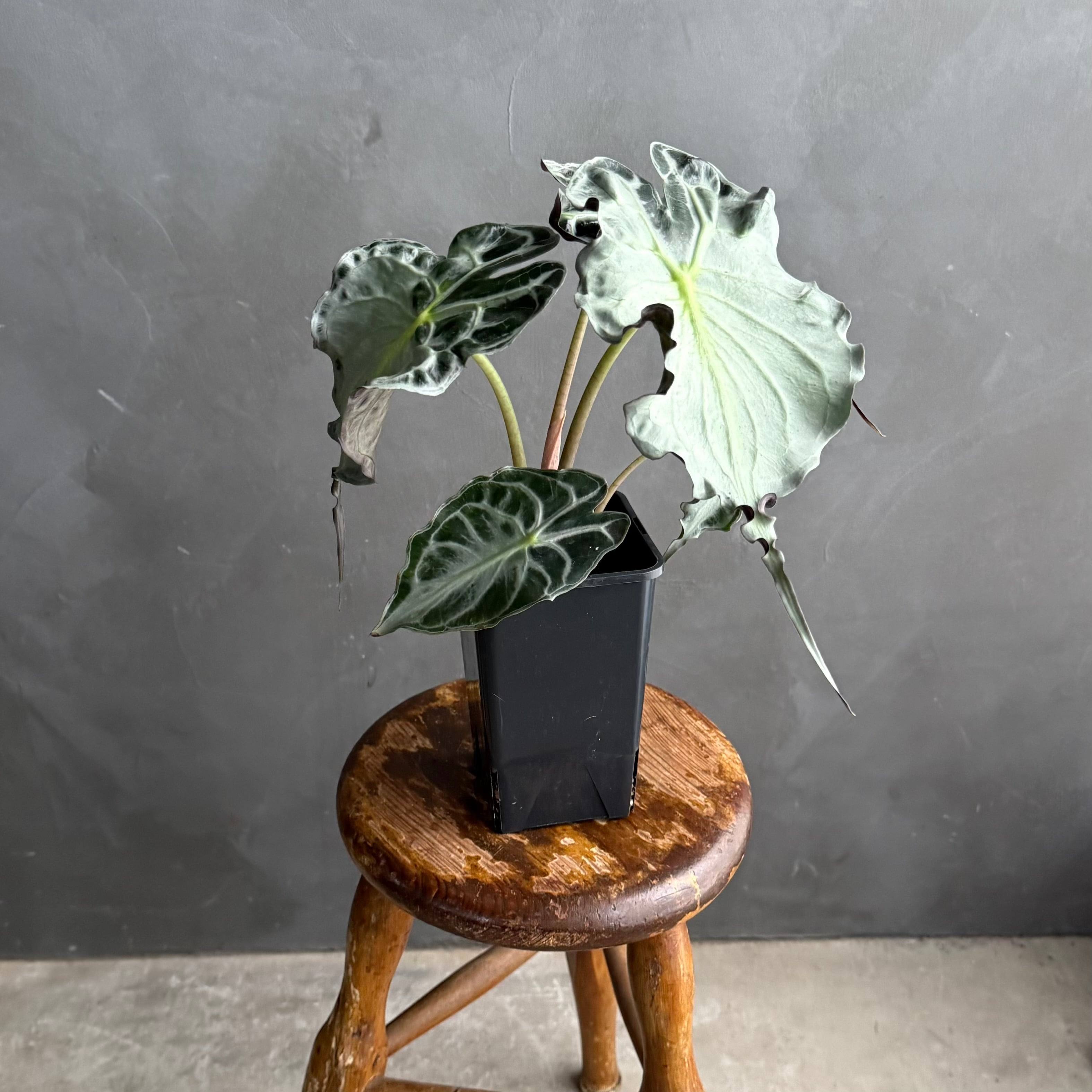 アロカシア ヴェノム 3号 観葉植物 現品 希少品種① アロカシア・ヴェノム｜観葉植物｜3.5号サイズ｜インテリア | FLOWER