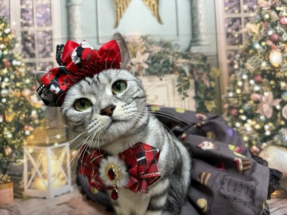 クリスマスシリーズ(リボン)わんちゃん猫ちゃん用首輪 クリスマス