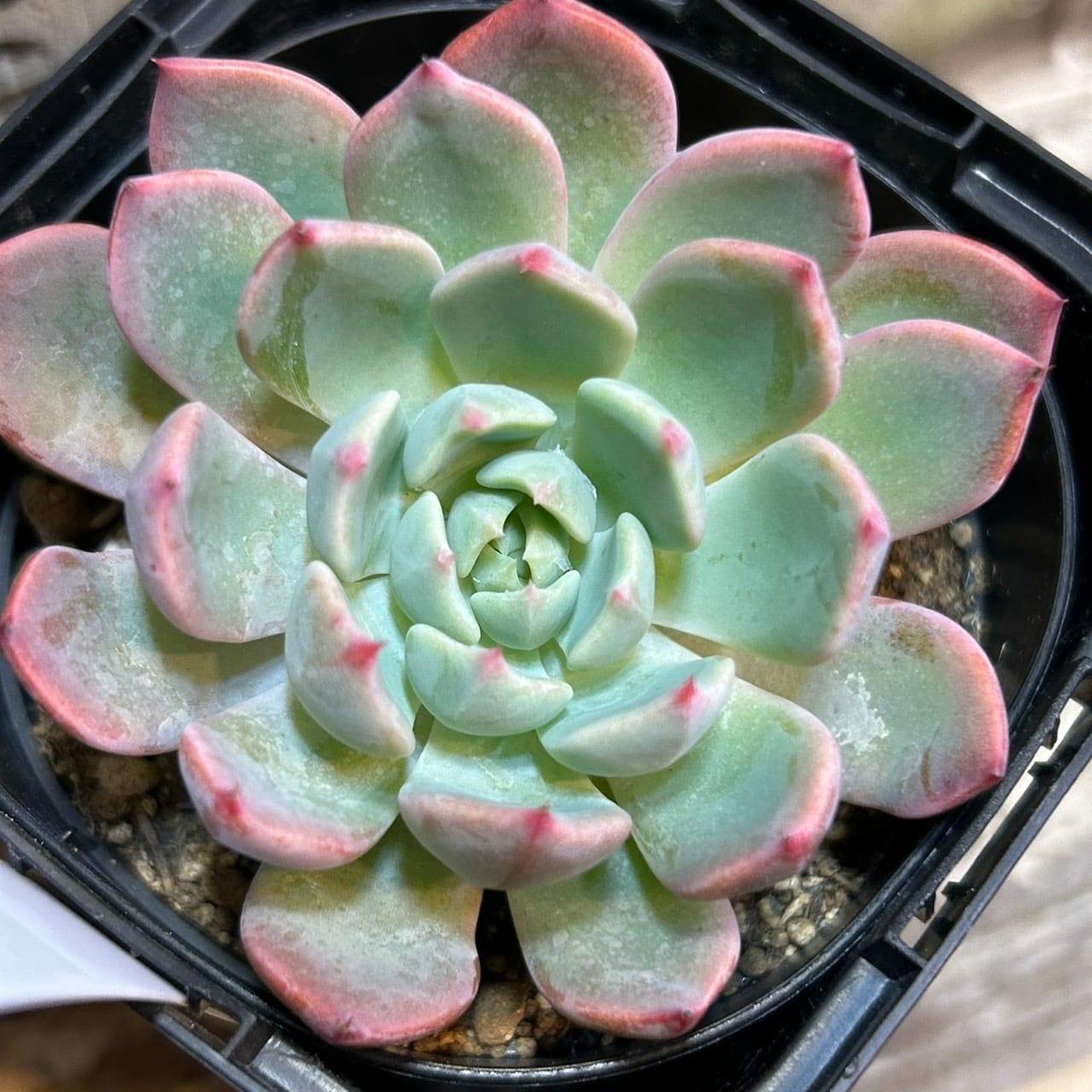七福美尼 | RuPo 多肉植物専門店