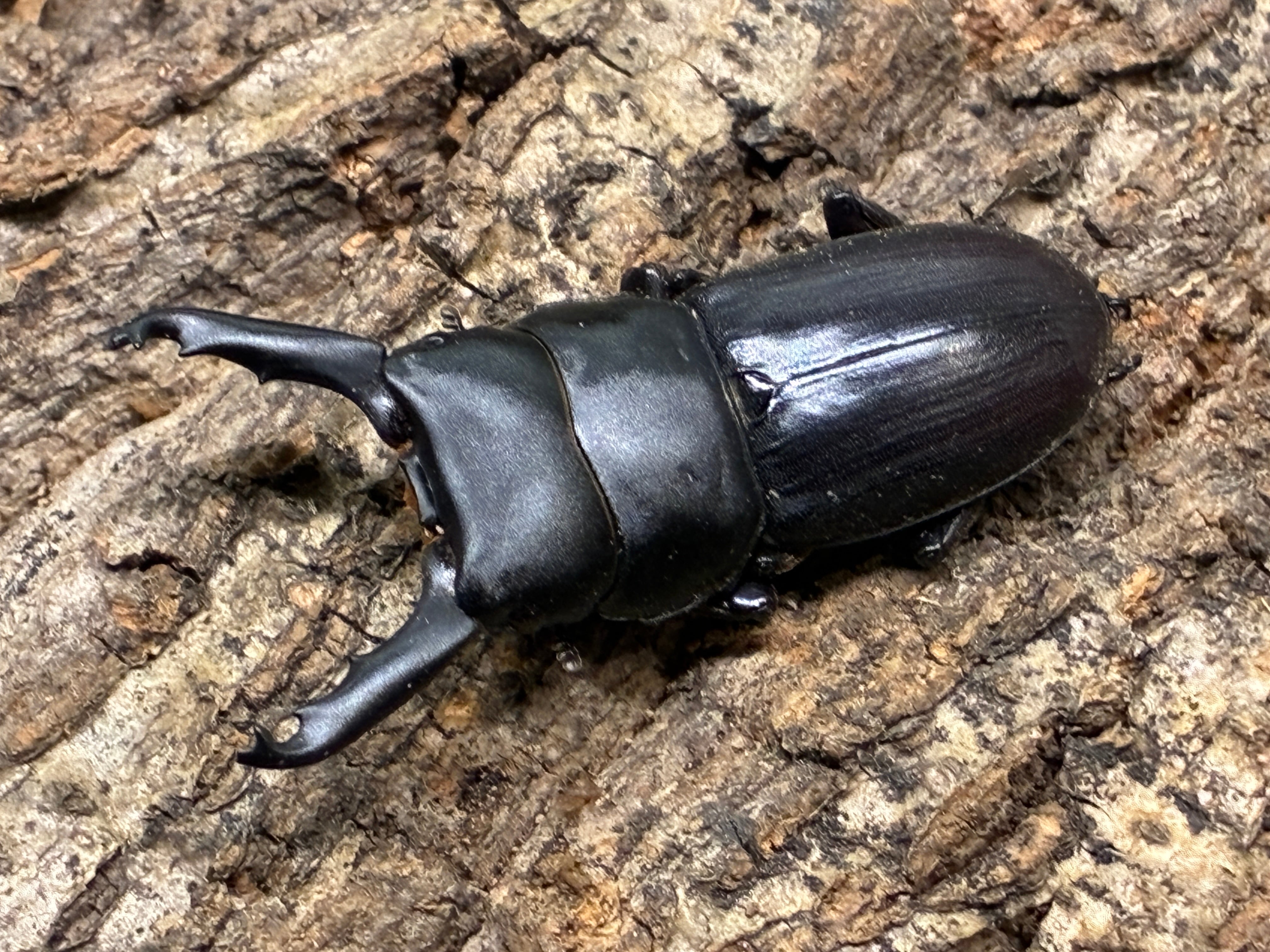 121mm】タイタンオオウスバカミキリ カブトムシクワガタハナムグリ