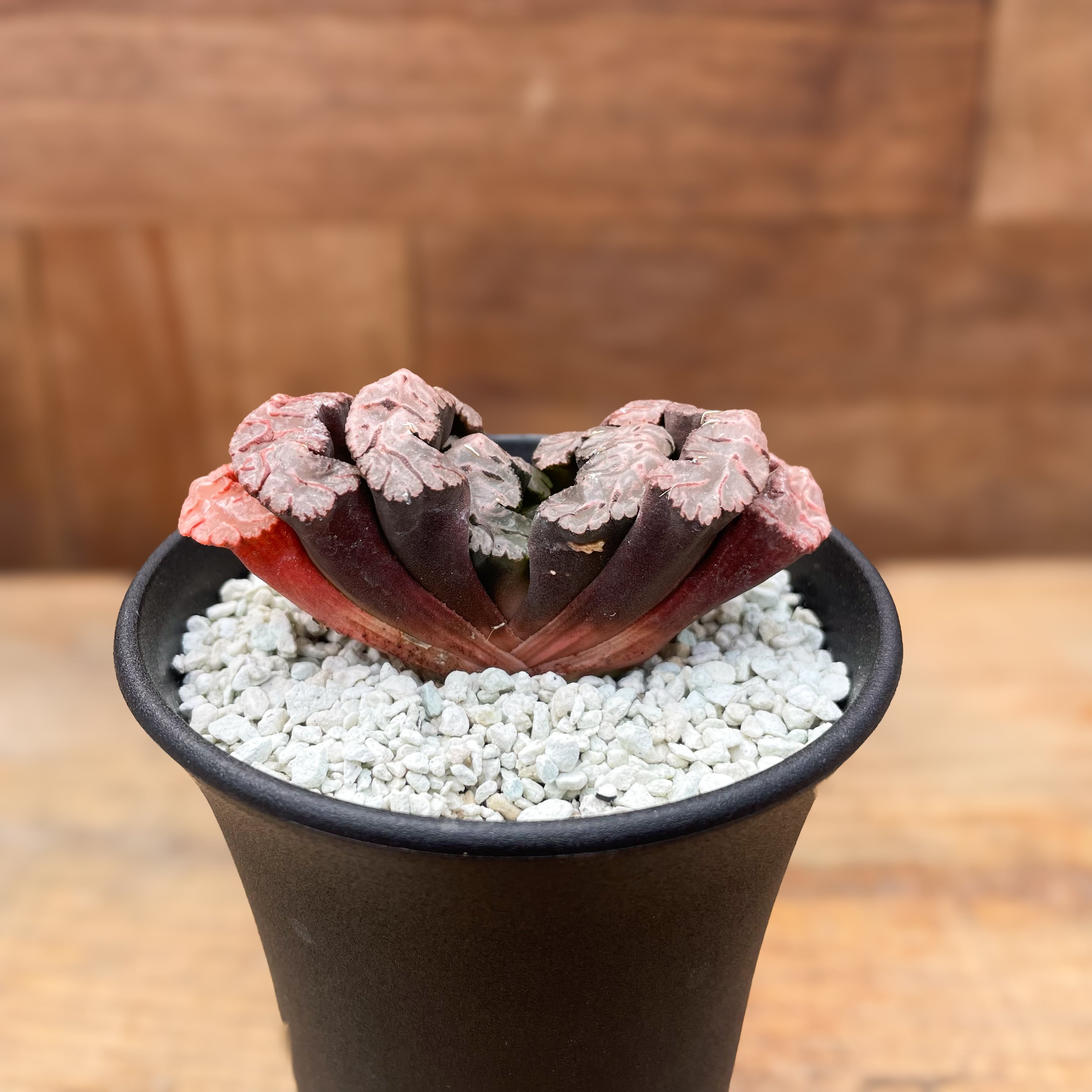 Haworthia 【ハオルチア・黒模様特美大窓・黒武奏(台湾)】 | RIMO'S