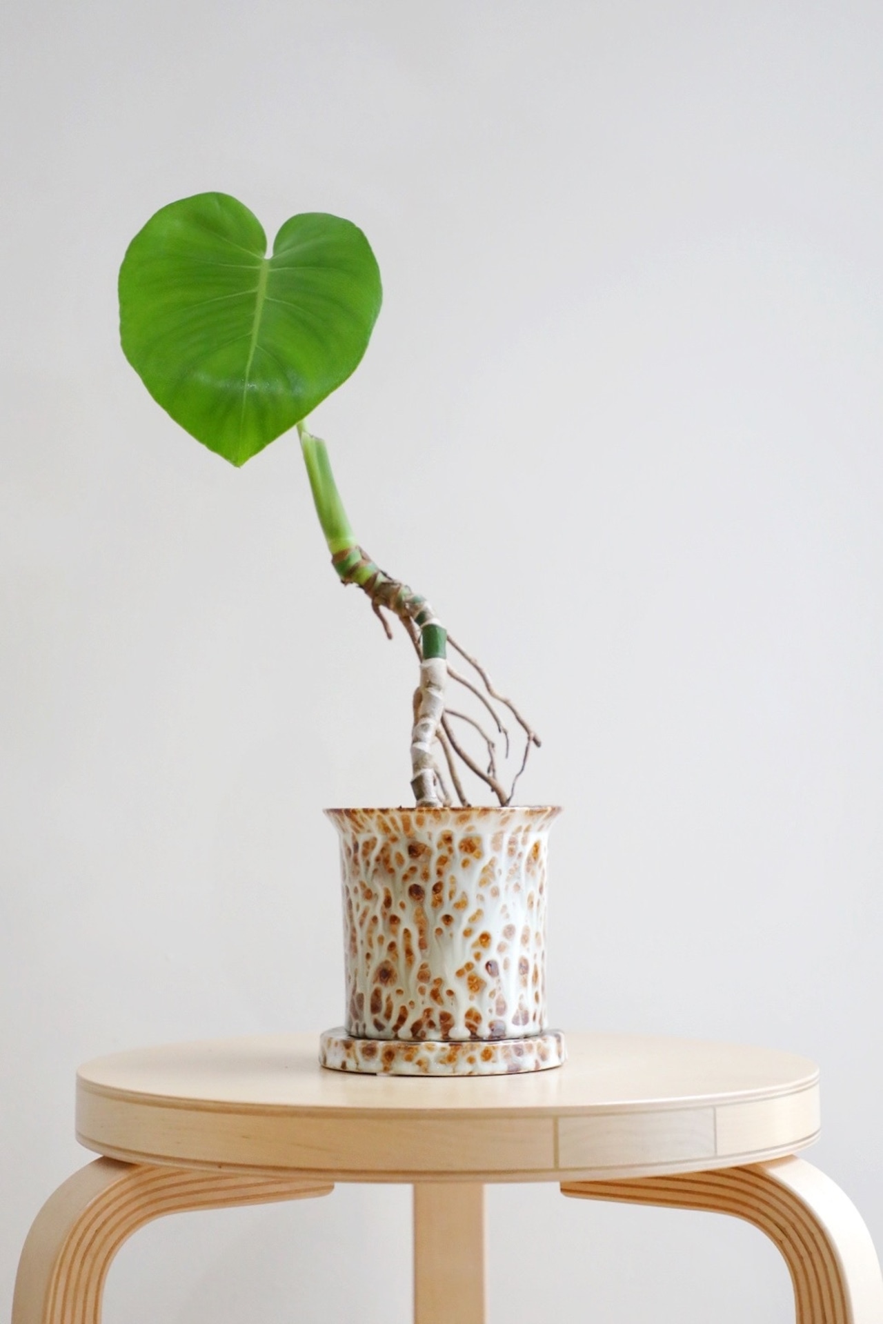 【M】モンステラ デリシオーサ/Monstera deliciosa