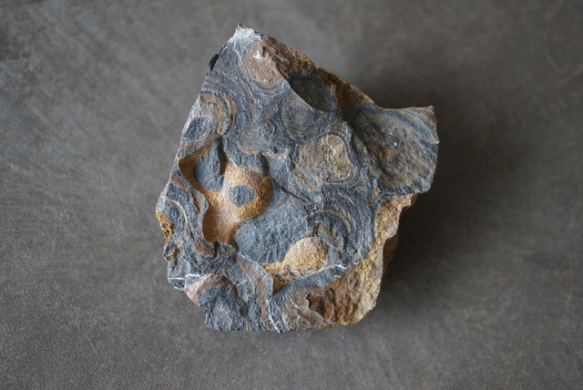 ボリビア ウユニ塩湖産ストロマトライト Stromatolite 1240