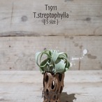 【送料無料】ストレプトフィラ S〔エアプランツ〕現品発送T1911