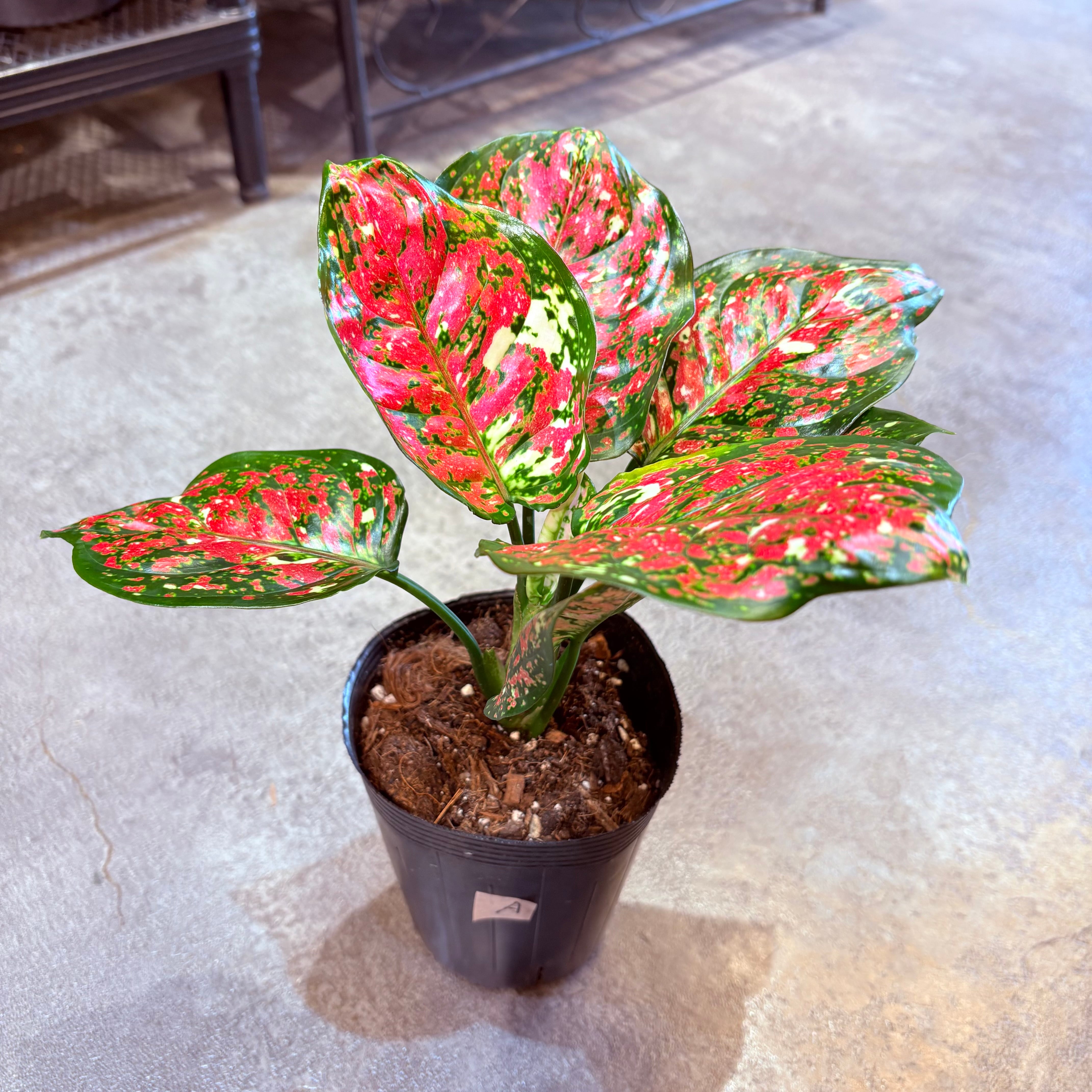 アグラオネマ アンヤマニートリカラー 3.5号 A | Green Vibes 宇都宮市