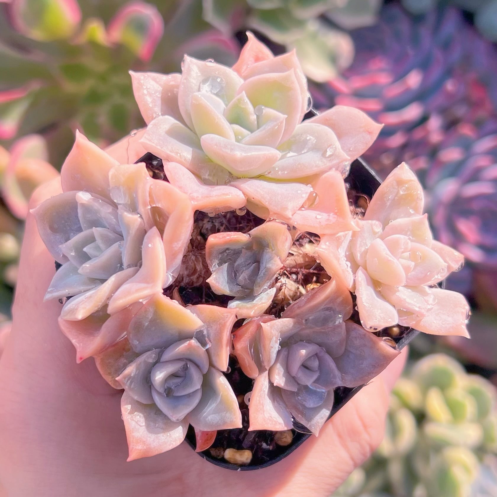 現品　ラブリーローズx白牡丹#002   るる農園