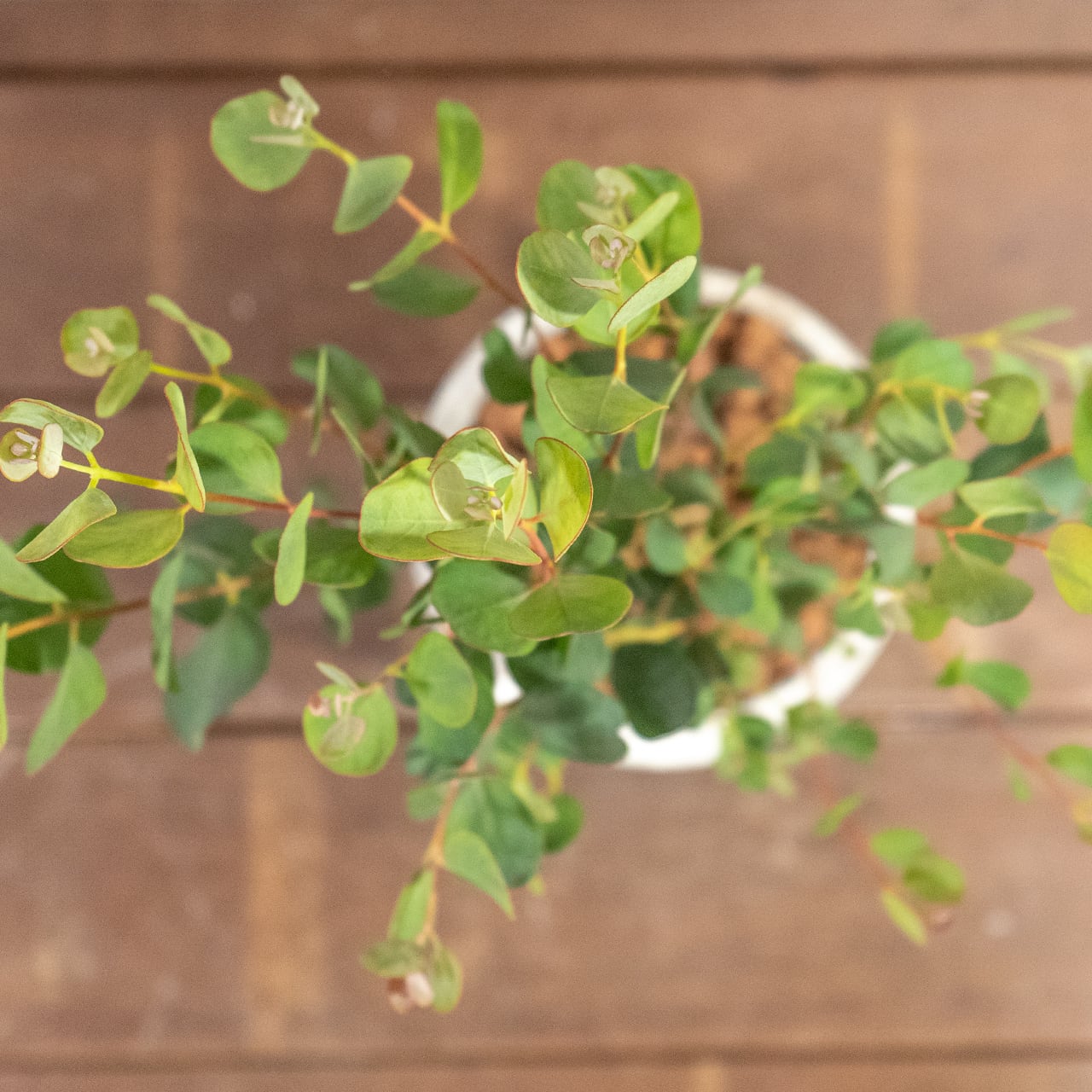 ハートの葉が魅力のユーカリ・ウェブステリアナ｜根腐れを防ぐ独自配合の用土を使用。質感のある手づくりモルタル鉢が植物を引き立てます