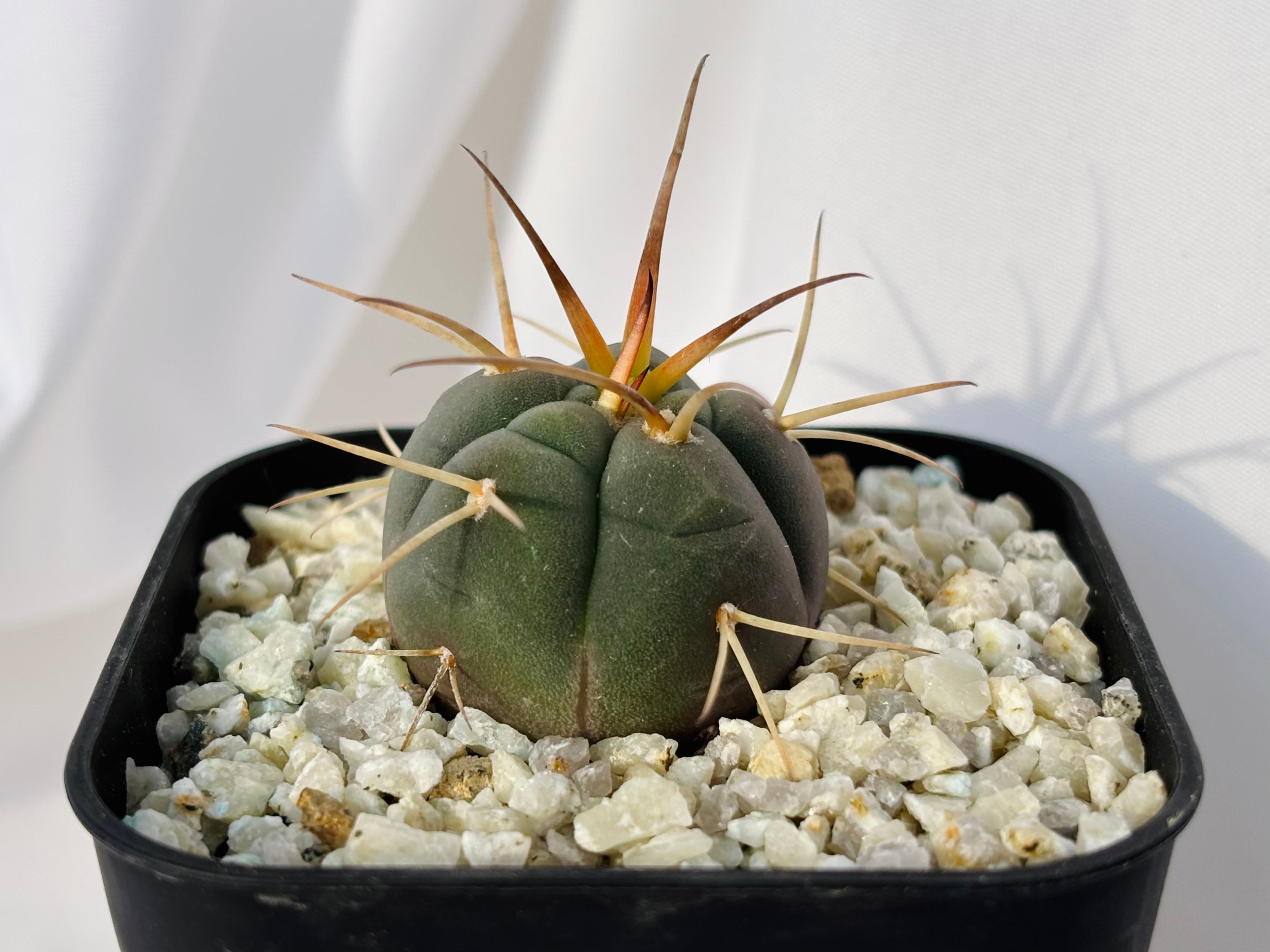Gymnocalycium cardenasianum ギムノカリキウム 光琳玉 サボテン