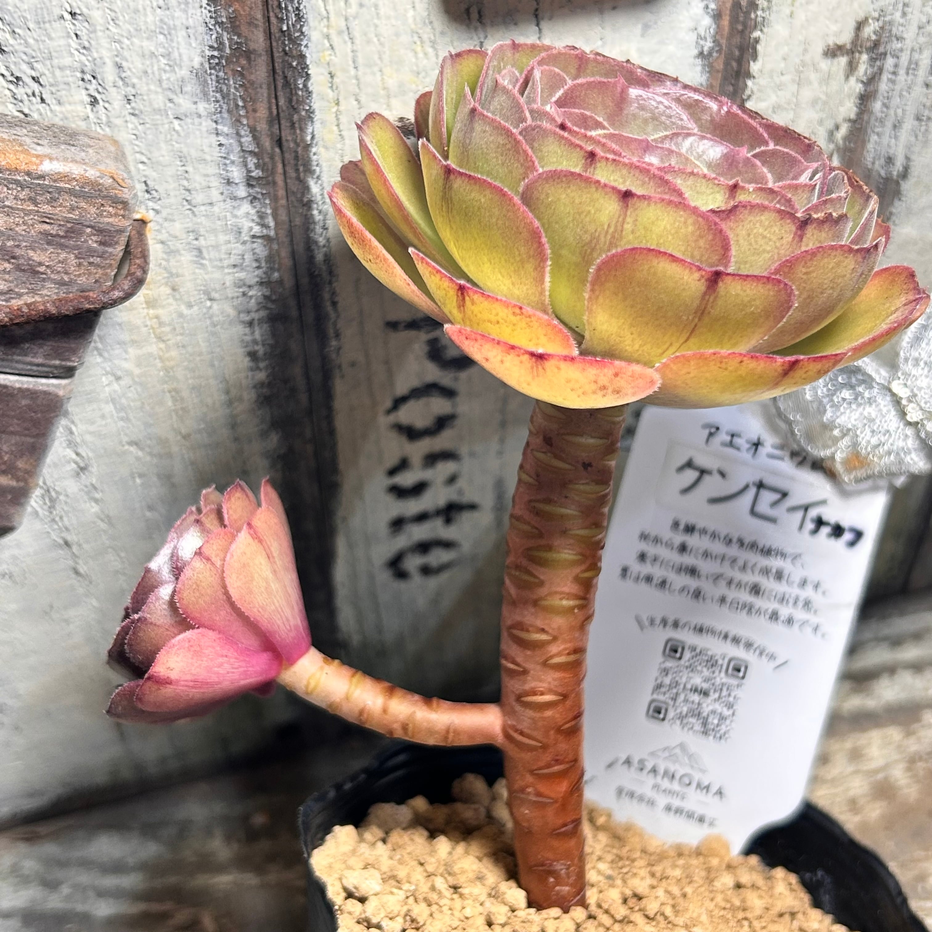 ケンセイナカフ アエオニウム | RuPo 多肉植物専門店