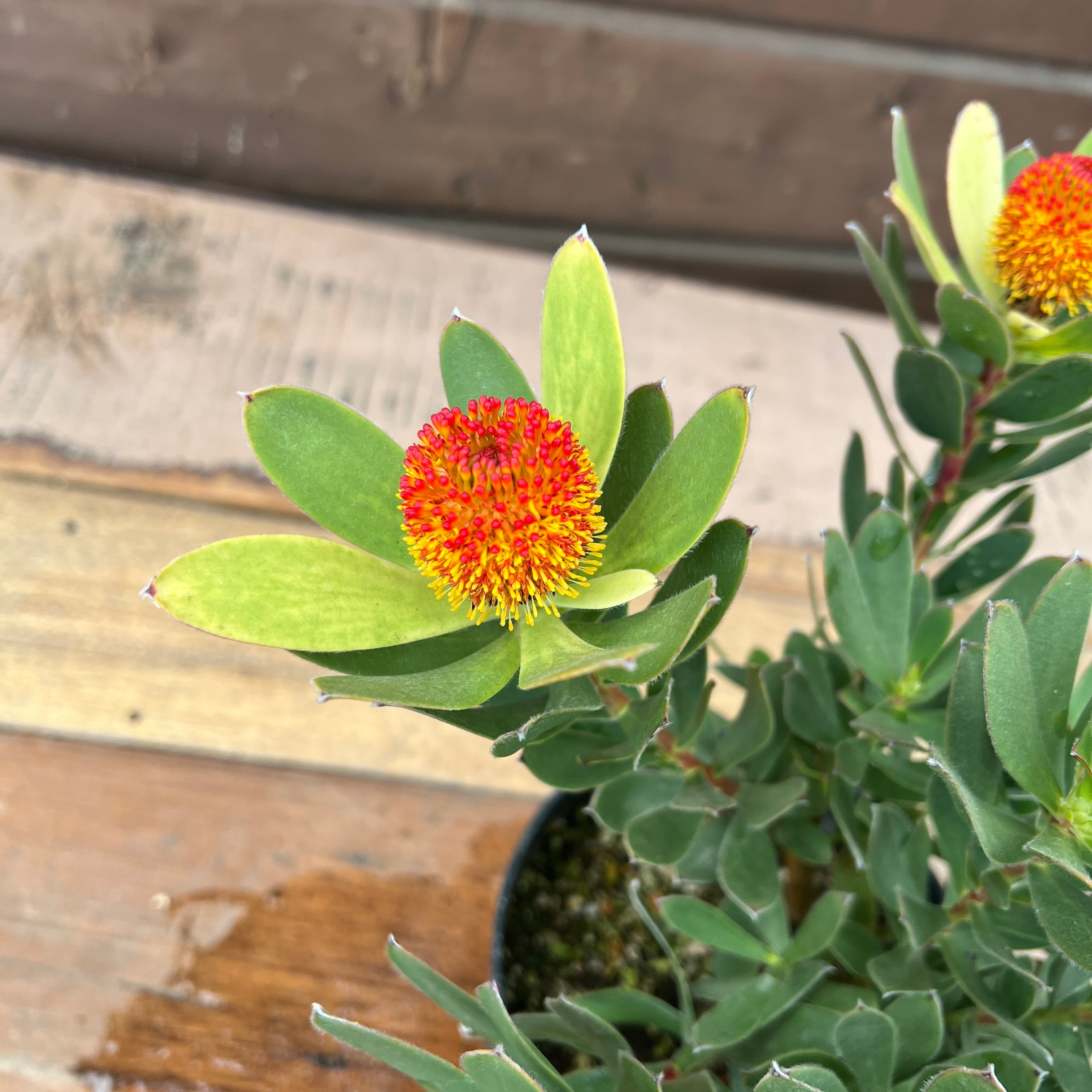 バンクシア メンジーシー 6号 （グレビレア、プロテア、リューカ