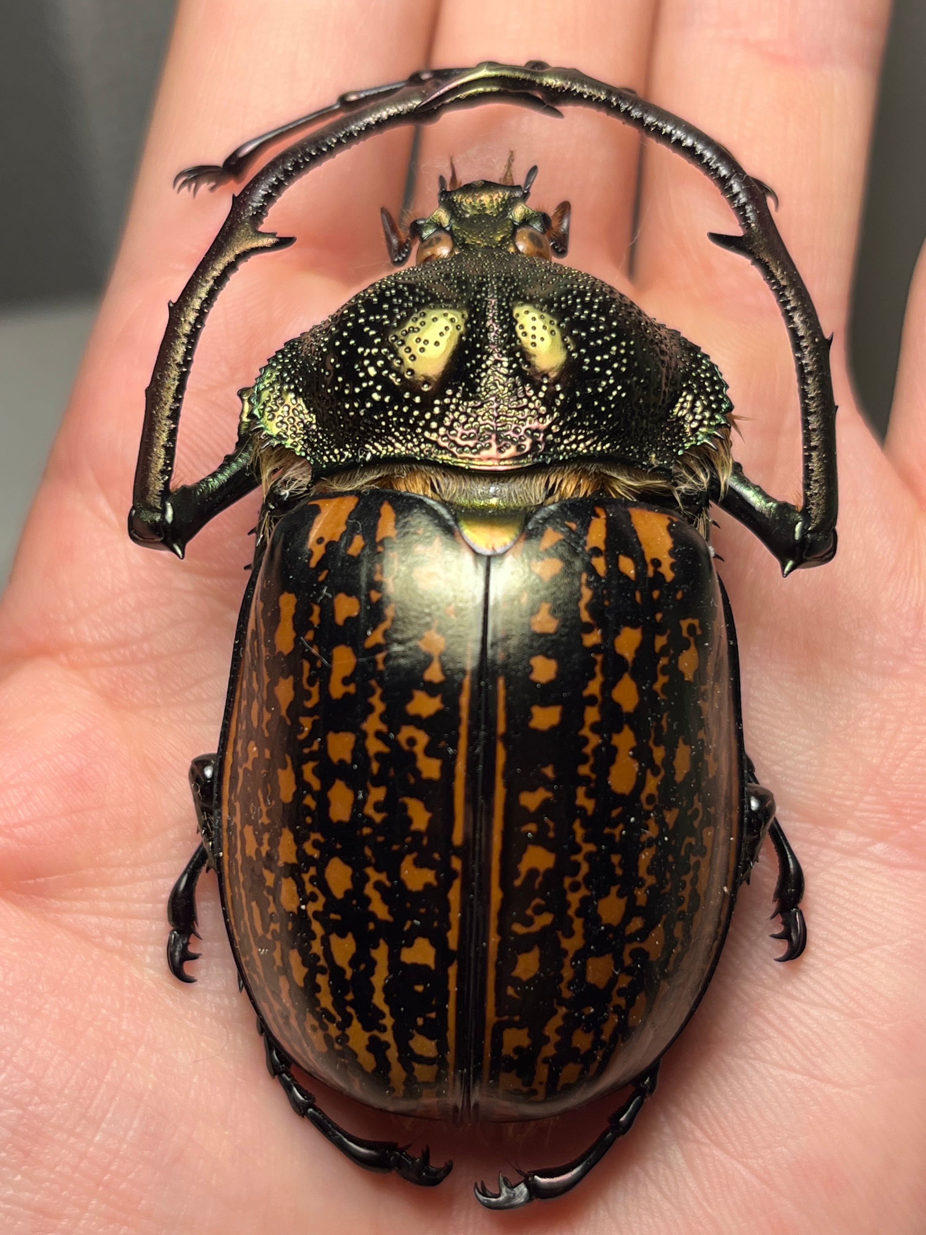 73mm】ヤンソニーテナガコガネ カメムシサシガメ甲虫昆虫標本ハムシ