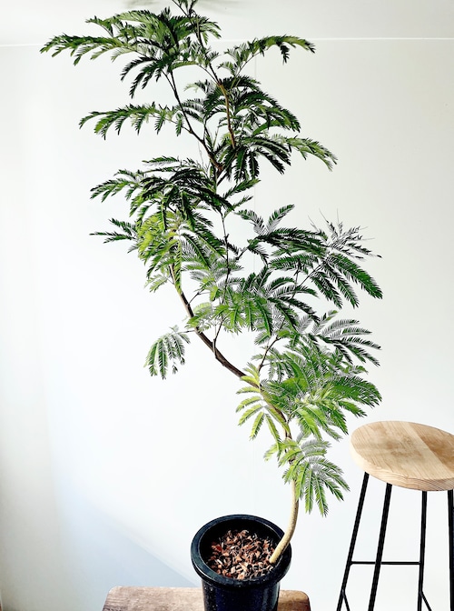 【Premium Plants】エバーフレッシュ ネムノキ 観葉植物 大型 c