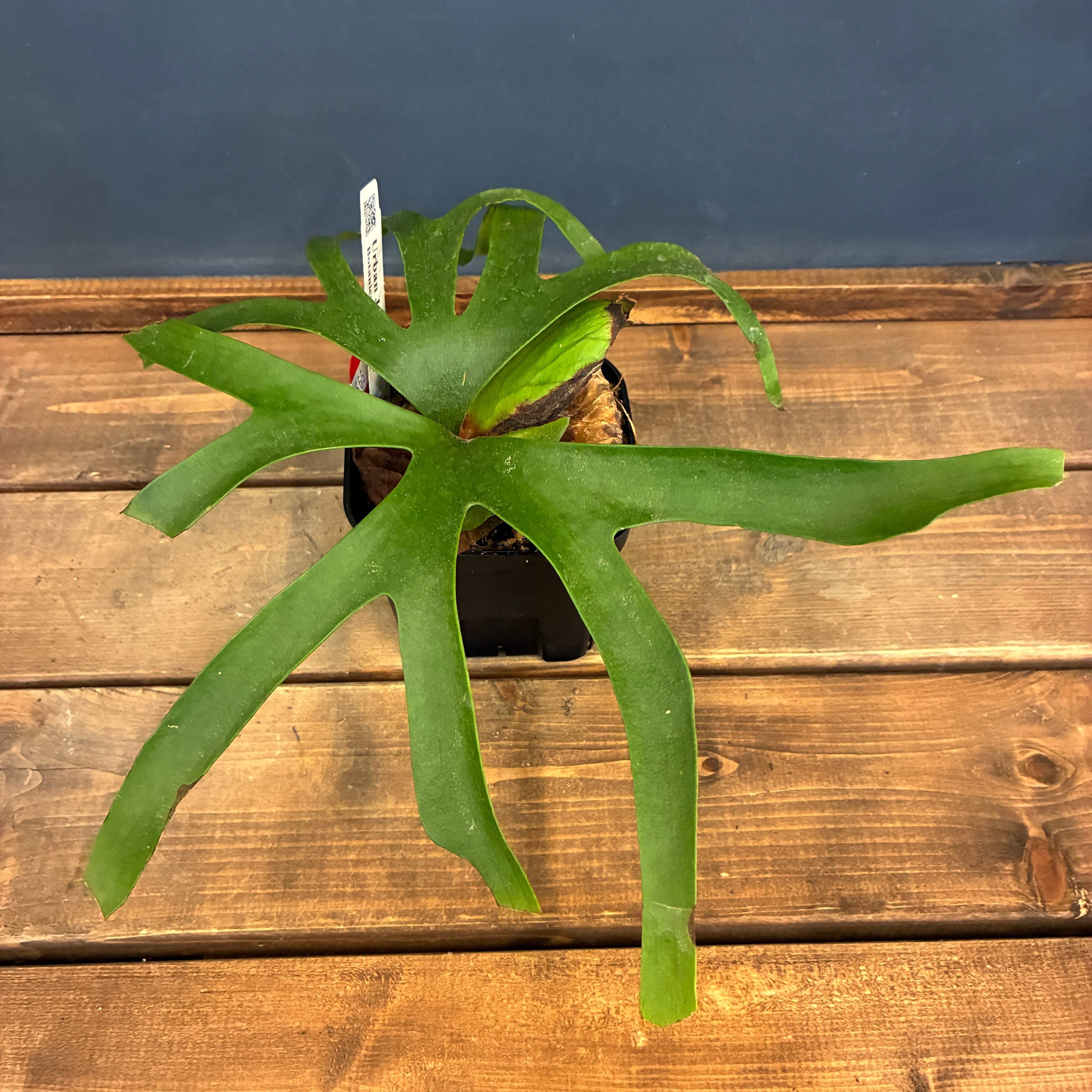 10%OFF対象】ビカクシダ P. coronarium cv 'QQ' (TC)【865