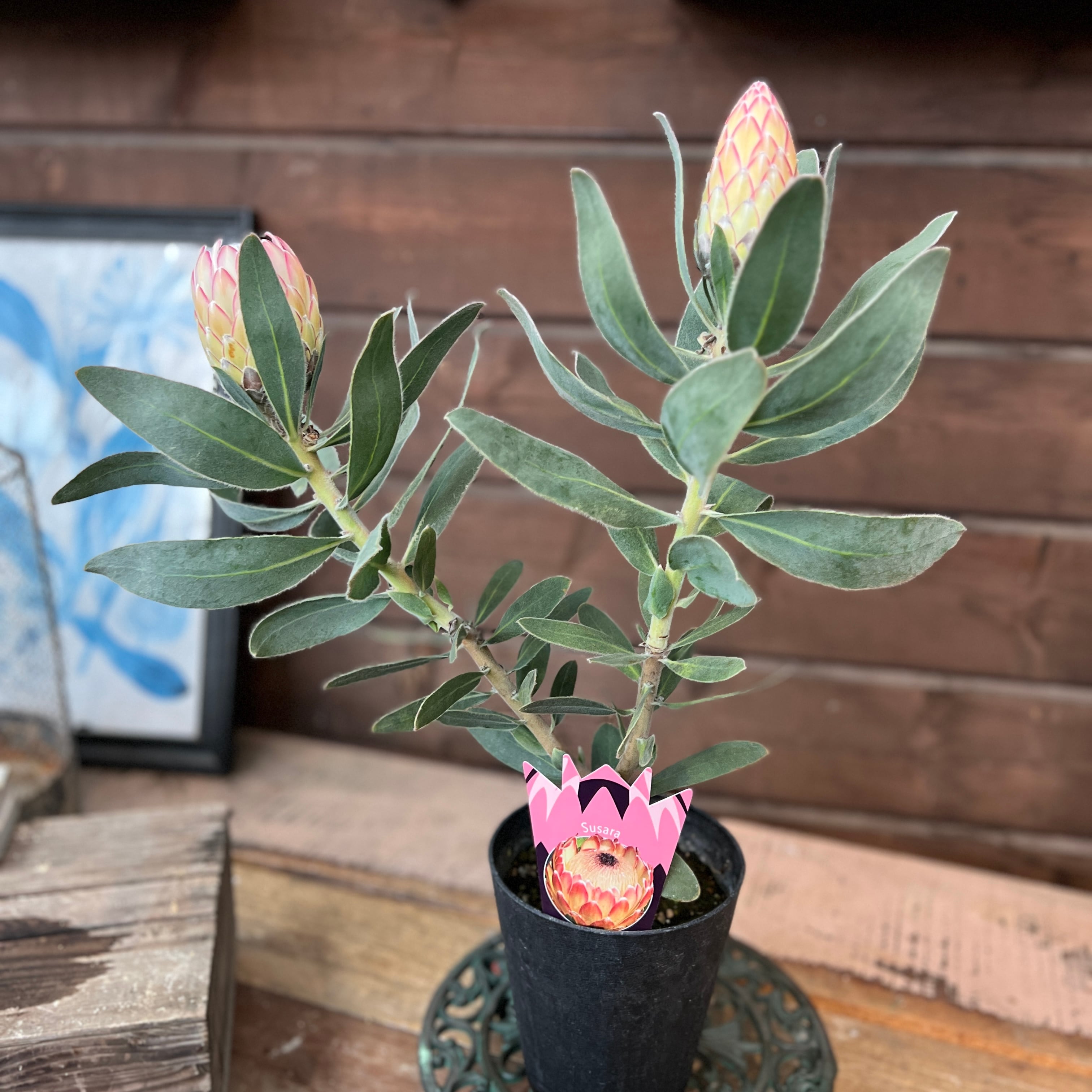 PROTEA SUSARA プロテア 苗