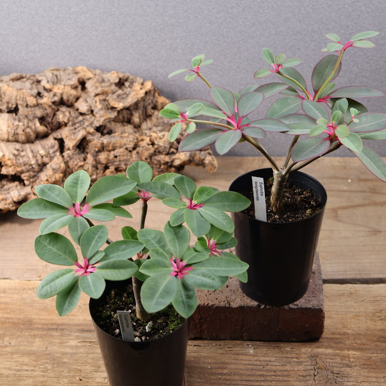 MARX PLANTS | 観葉植物・多肉植物・塊根植物