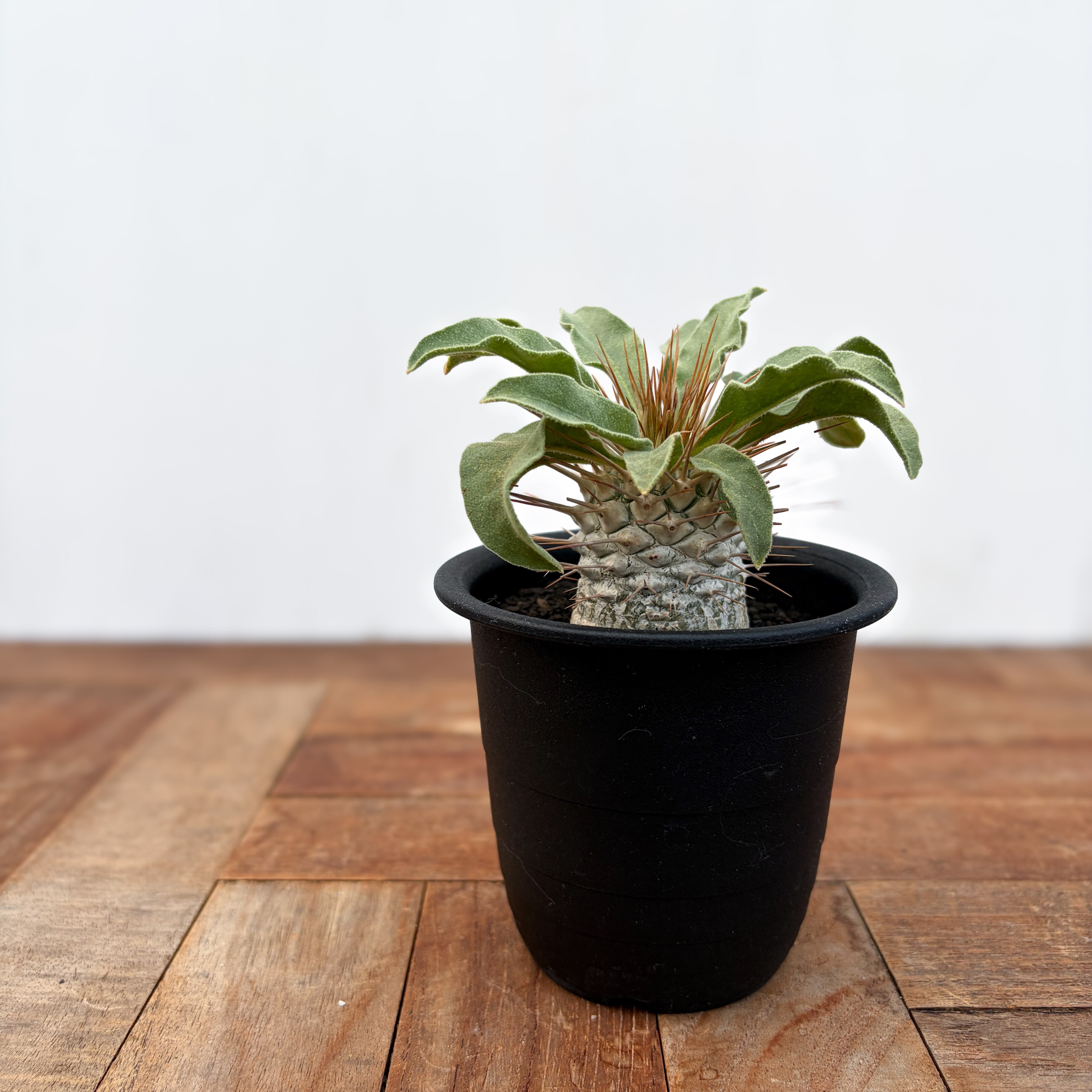 Pachypodium namaquanum【パキポディウム・ナマクアナム・光堂・実生