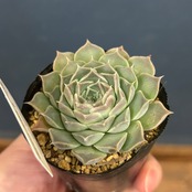 farmPALKさん苗 エケベリア ヒアリナ × San Luis de La Paz【552】