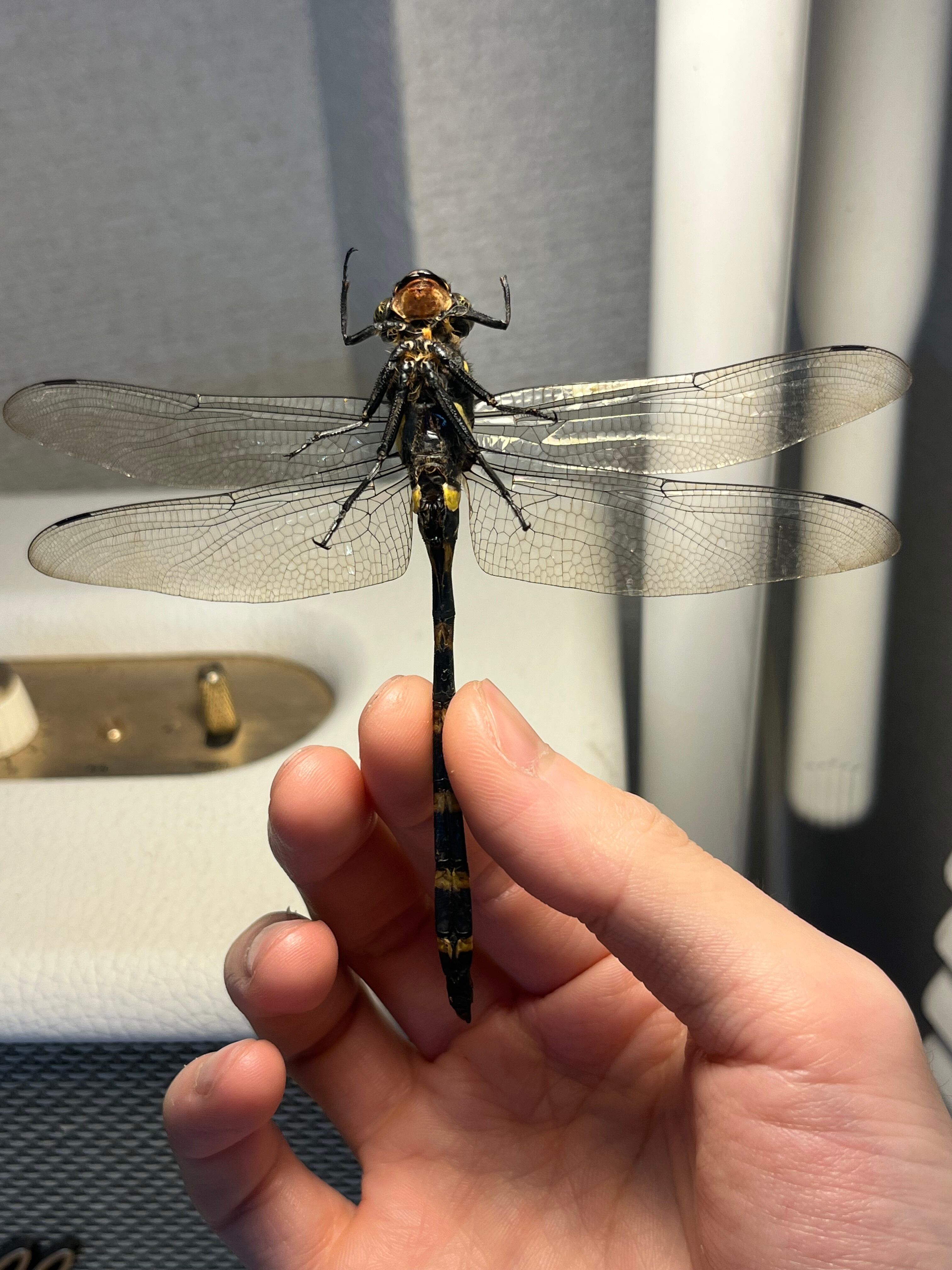 半立体標本】オニヤンマAnotogaster sieboldii ストラップ 虫よけ
