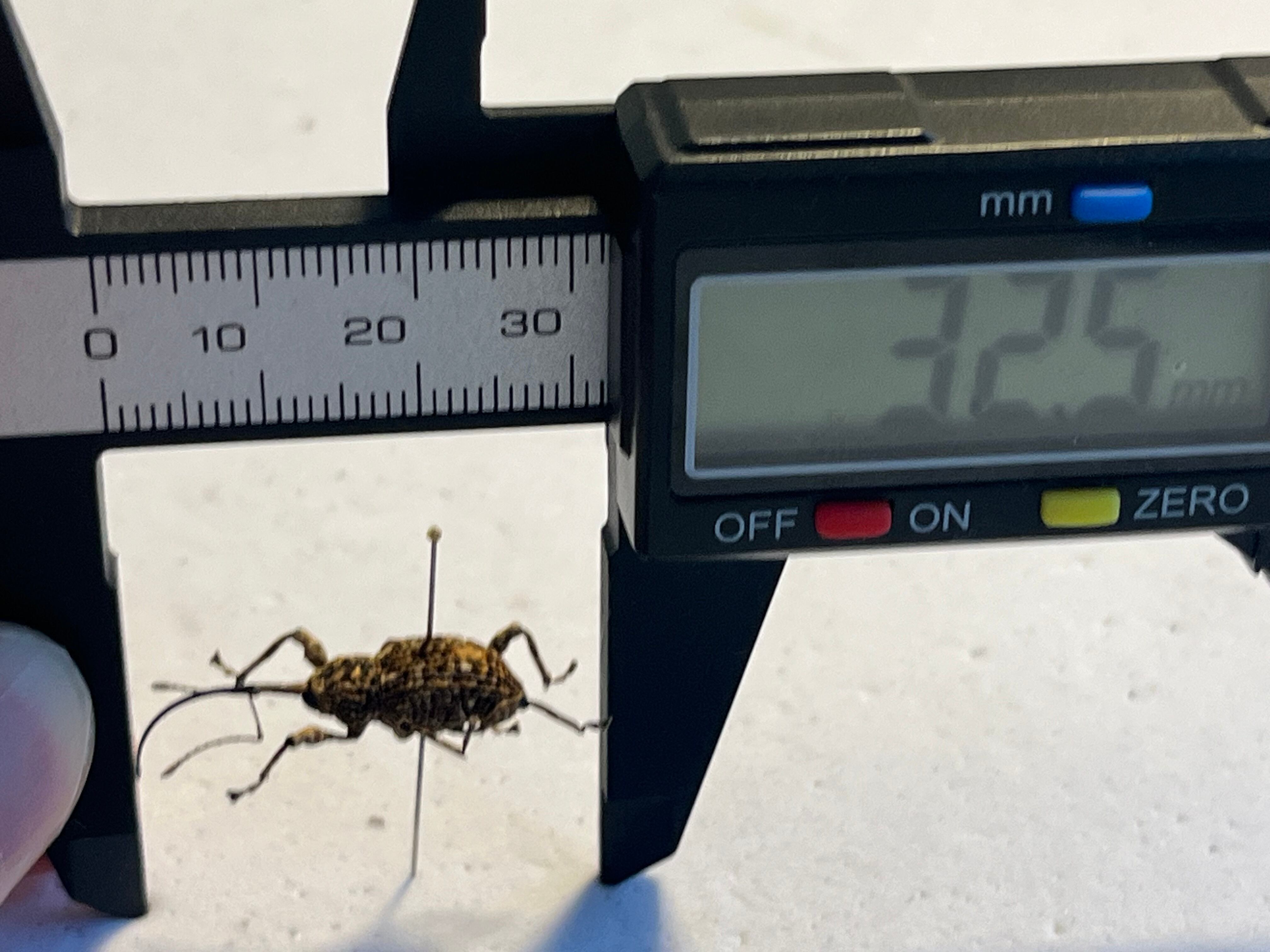 a*c様 特価 昆虫標本まとめ売り！　モルフォ、糞虫、アフリカのカミキリ等　スト 口元のストローがとても長いフィリピンのシギゾウムシ？の一種 標本