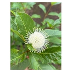 Cephalanthus occidentalis