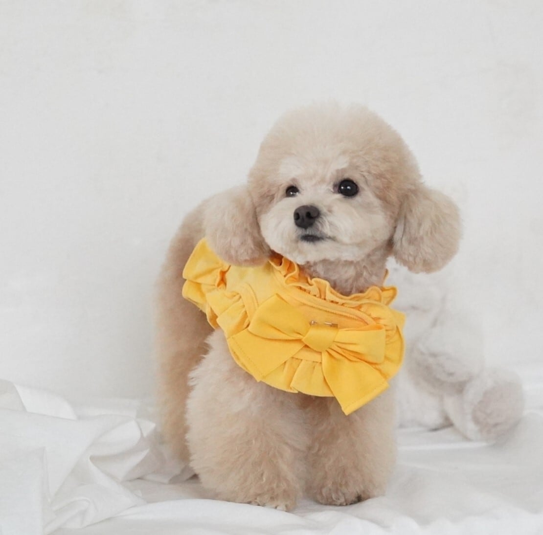 M/即納【COZY N】cozy n Harness Corduroy《Yellow》