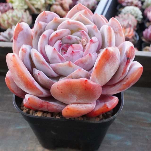 大人気【ピンクソンヨン 1】エケベリア　韓国多肉