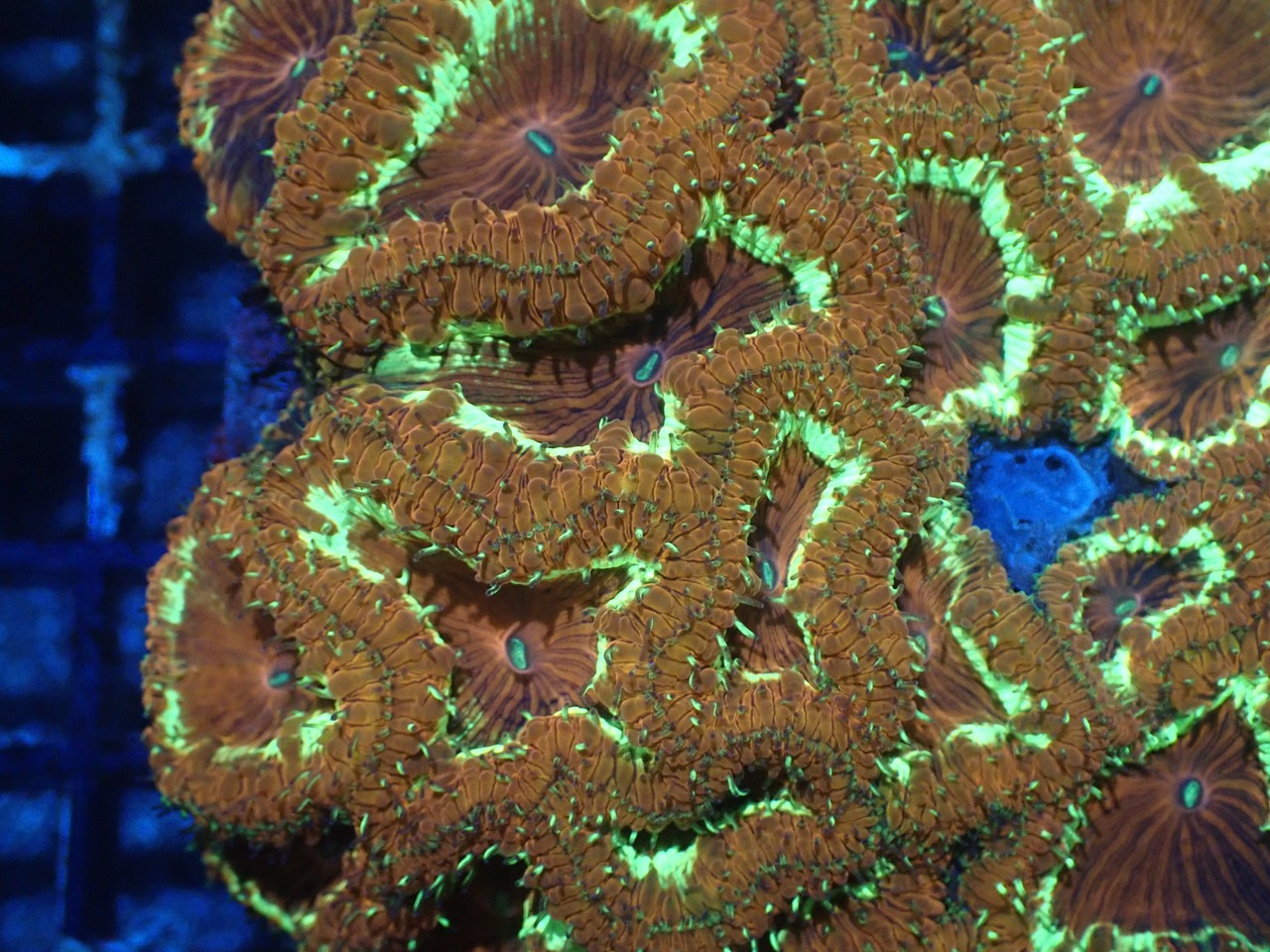 Blastomussa UniqueColor 5