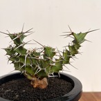 Euphorbia clavigera【ユーフォルビア・クラビゲラ・実生】