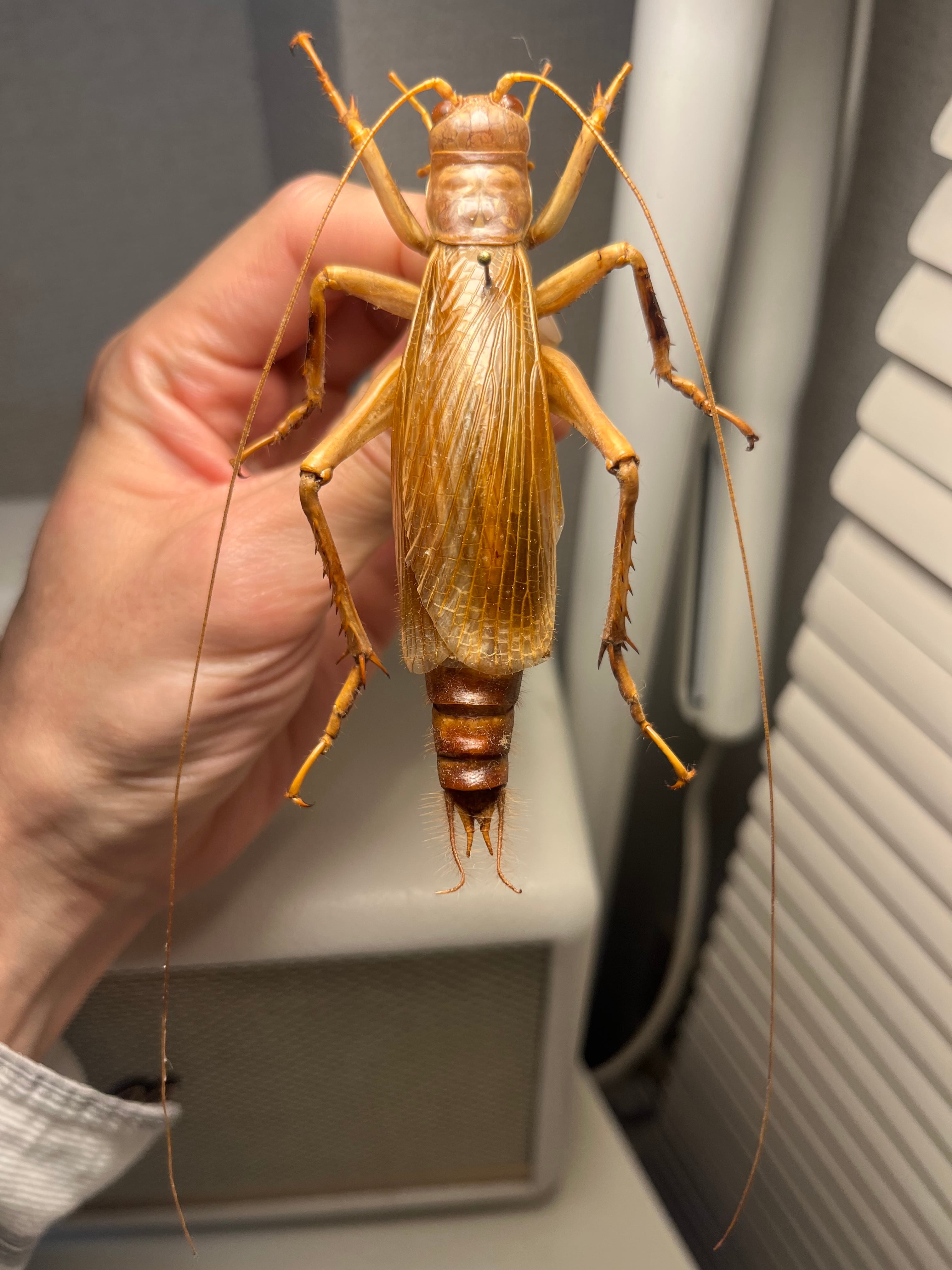 大人気種】リオック Sia ferox コロギス 昆虫標本デュビアタランチュラ