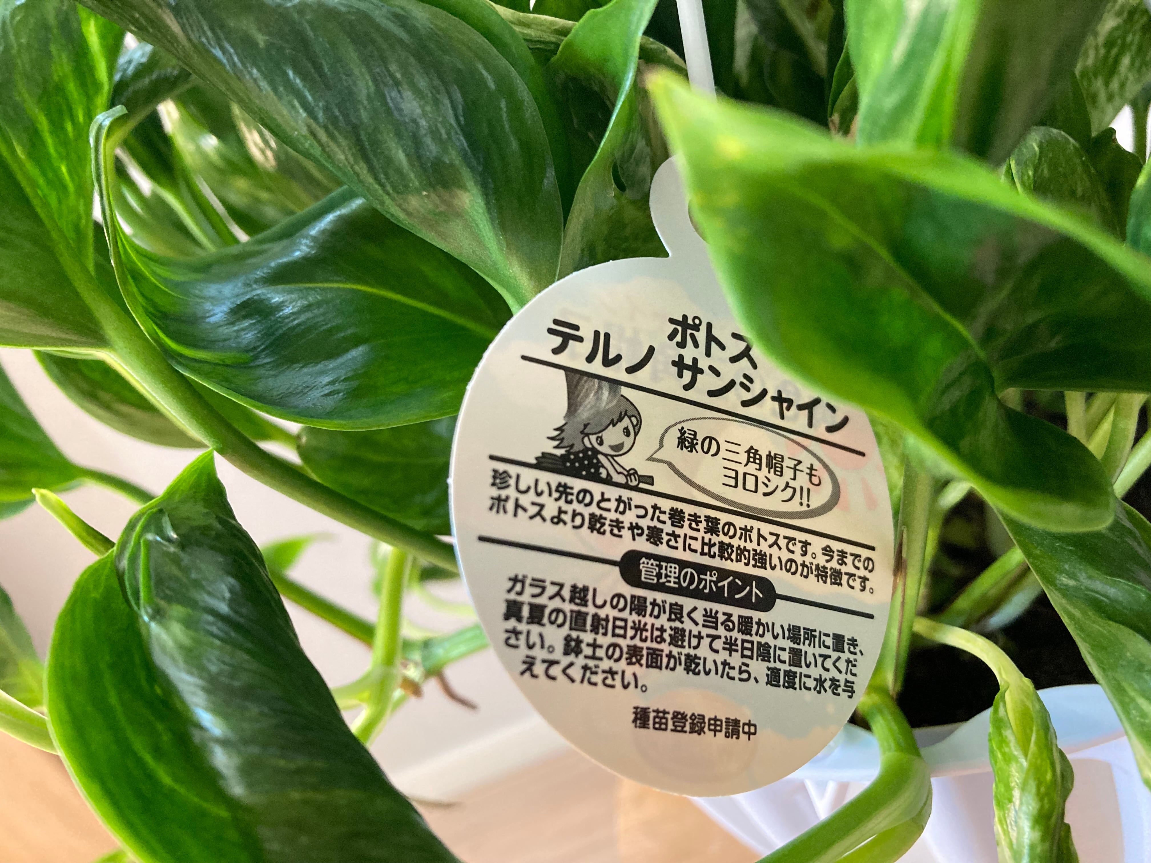 ポトス テルノサンシャイン 5号 吊り鉢 | YR Life Plants | 防虫、殺虫