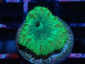 Blastomussa Yellow 7