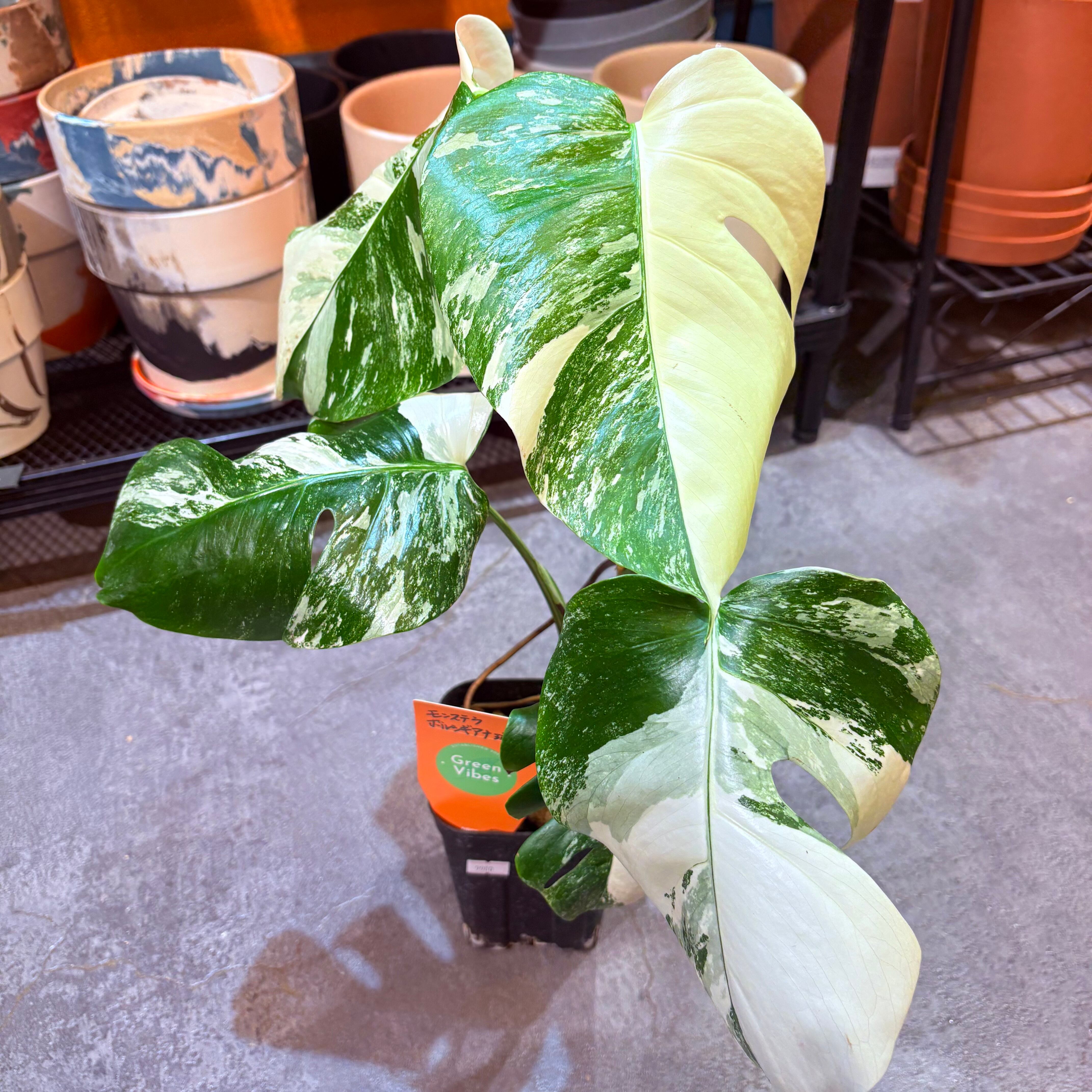 モンステラ ボルシギアナ斑入り(ホワイトタイガー) 4号 | Green Vibes