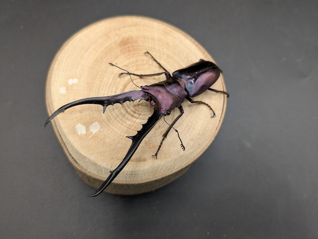 メタリフェルホソアカ　亜種フィナエ　♂78ｍｍ♀24ｍｍ