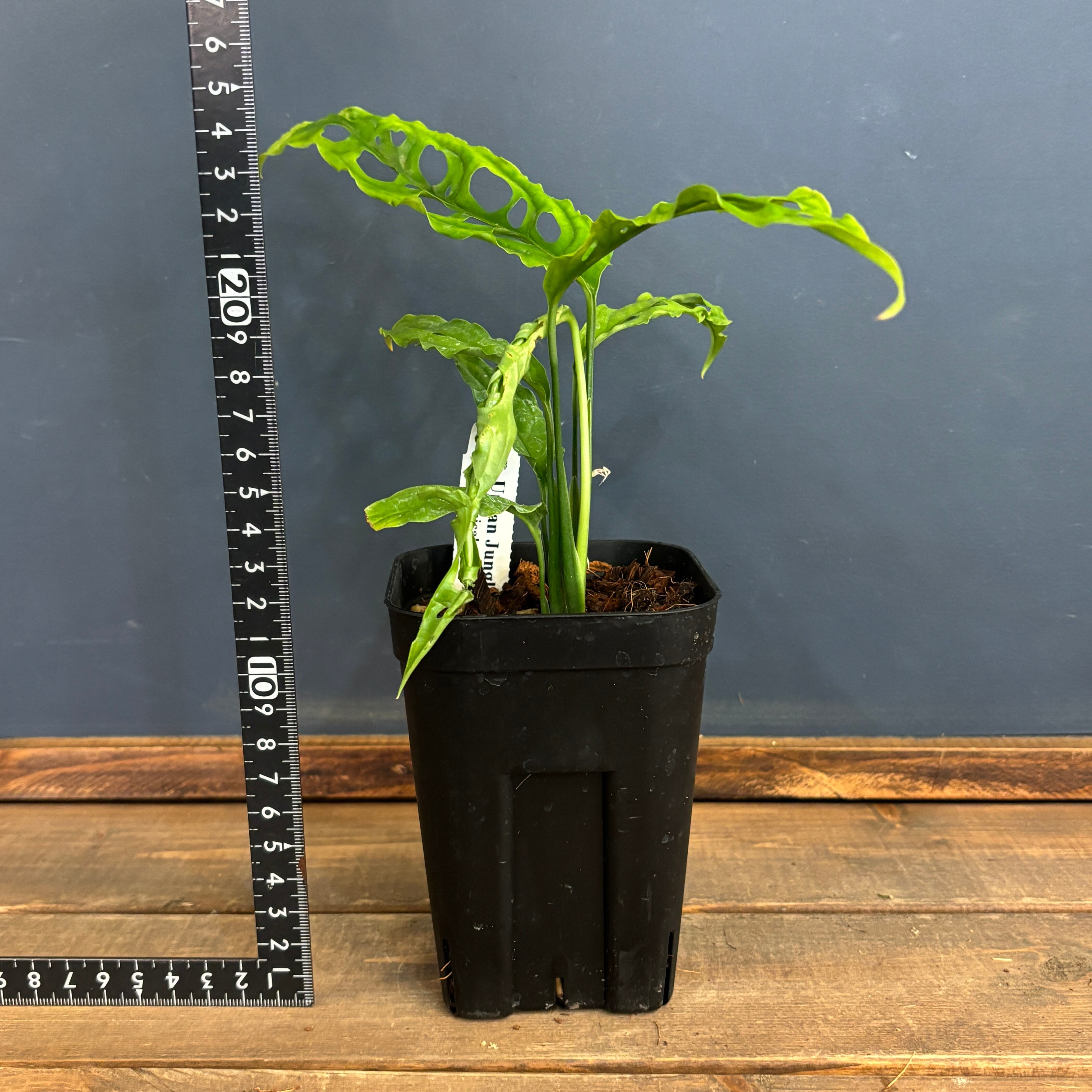 モンステラ オブリクア ペルー【840】 | PROTOLEAF プロトリーフ