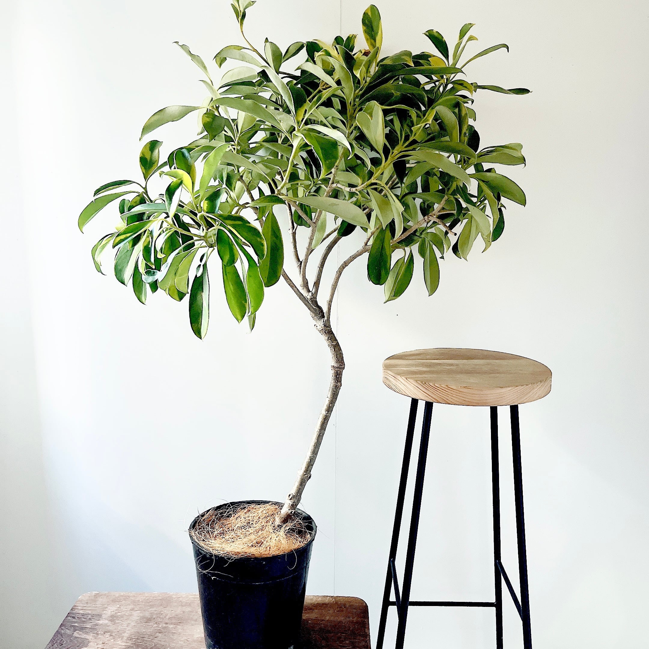 【超希少】フィカス リラータ イヴォンヌ 斑入りカシワバ 森尾花園さん＊calm 超希少】フィカス リラータ イヴォンヌ 斑入りカシワバ 森尾花園さん＊calm