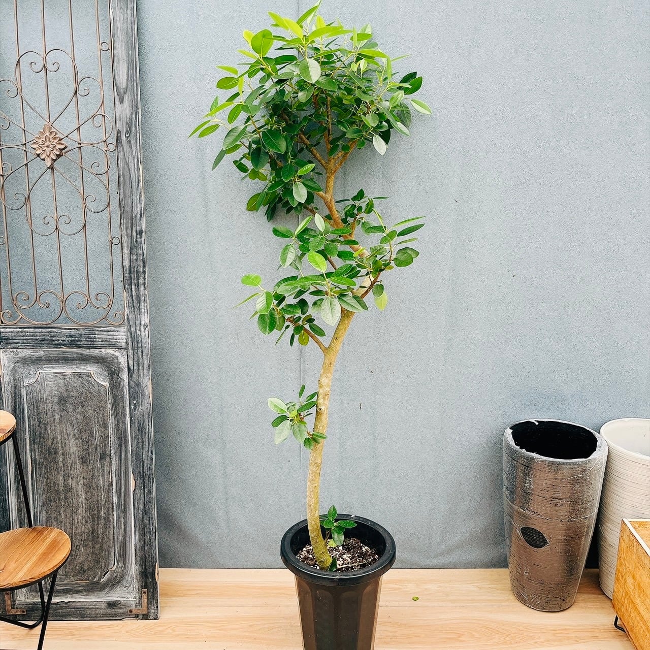 現品］20番 創樹 オリーブ ネバディロブランコ 8号 観葉植物 大型 屋外
