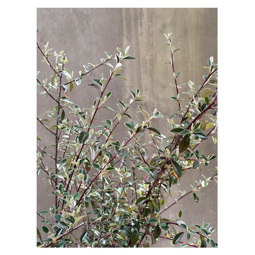 Cotoneaster franchetii