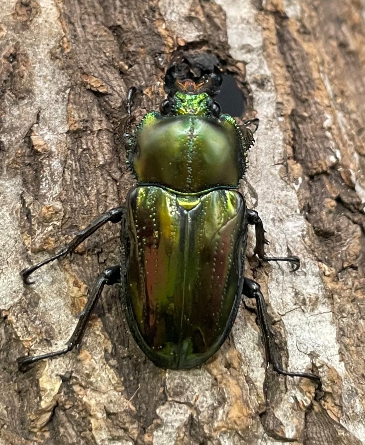 《ニジイロクワガタ Free ♂♀♀トリオ》