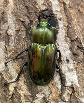 《ニジイロクワガタ Free ♂♀♀トリオ》