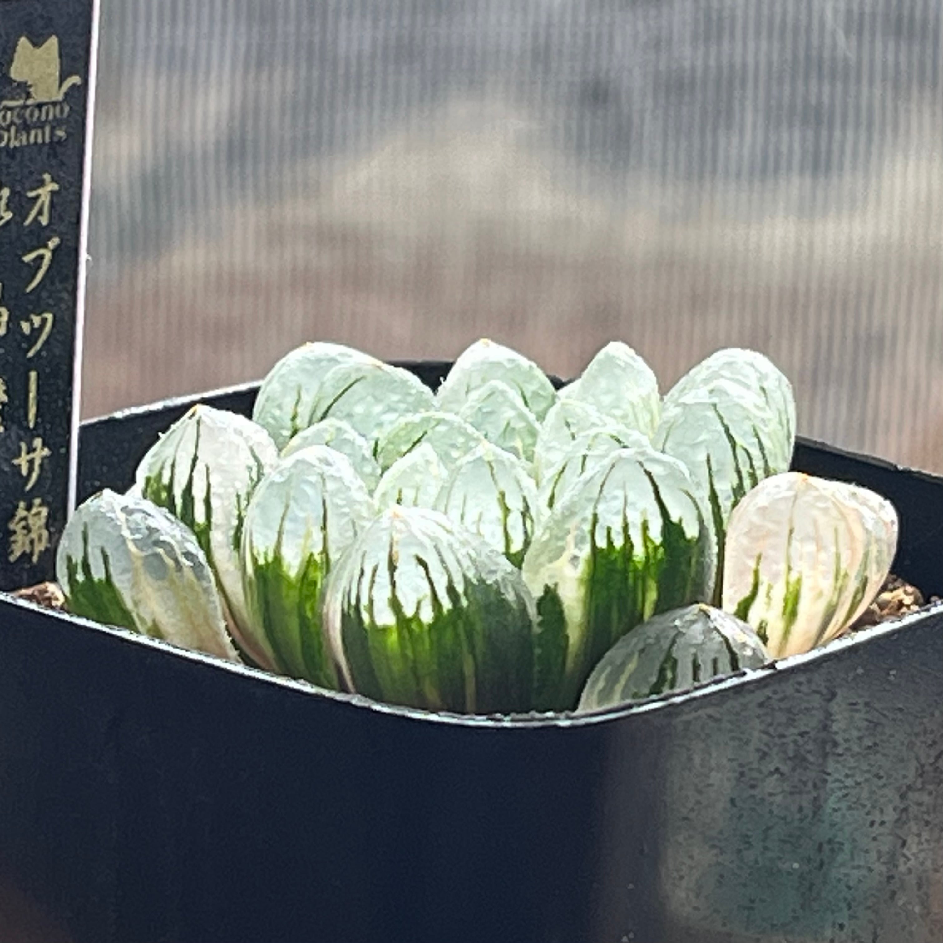 ハオルチア オブツーサ錦 水晶燈 | mocono_plants